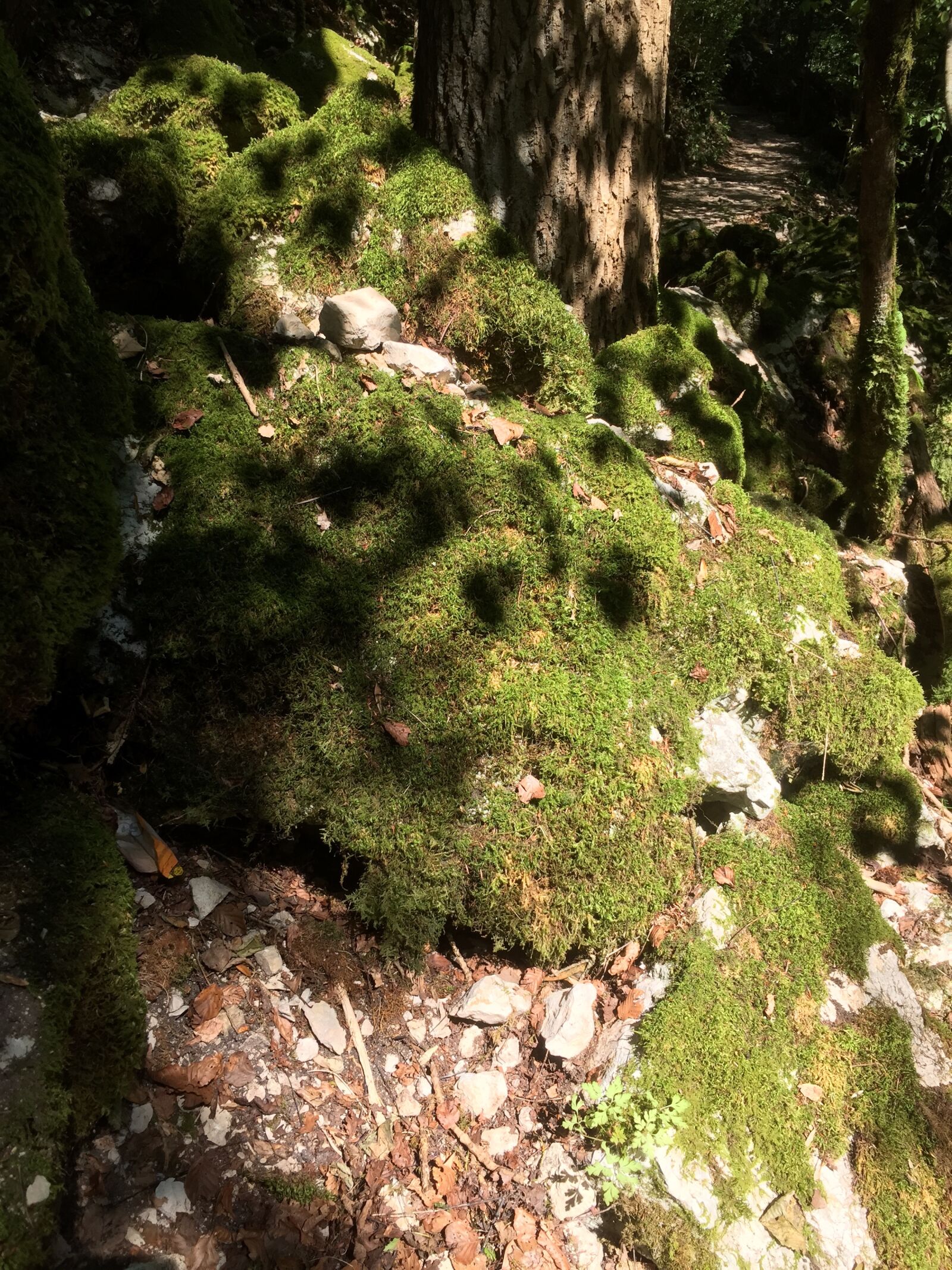 iPhone 6 back camera 4.15mm f/2.2 sample photo. Moss photography