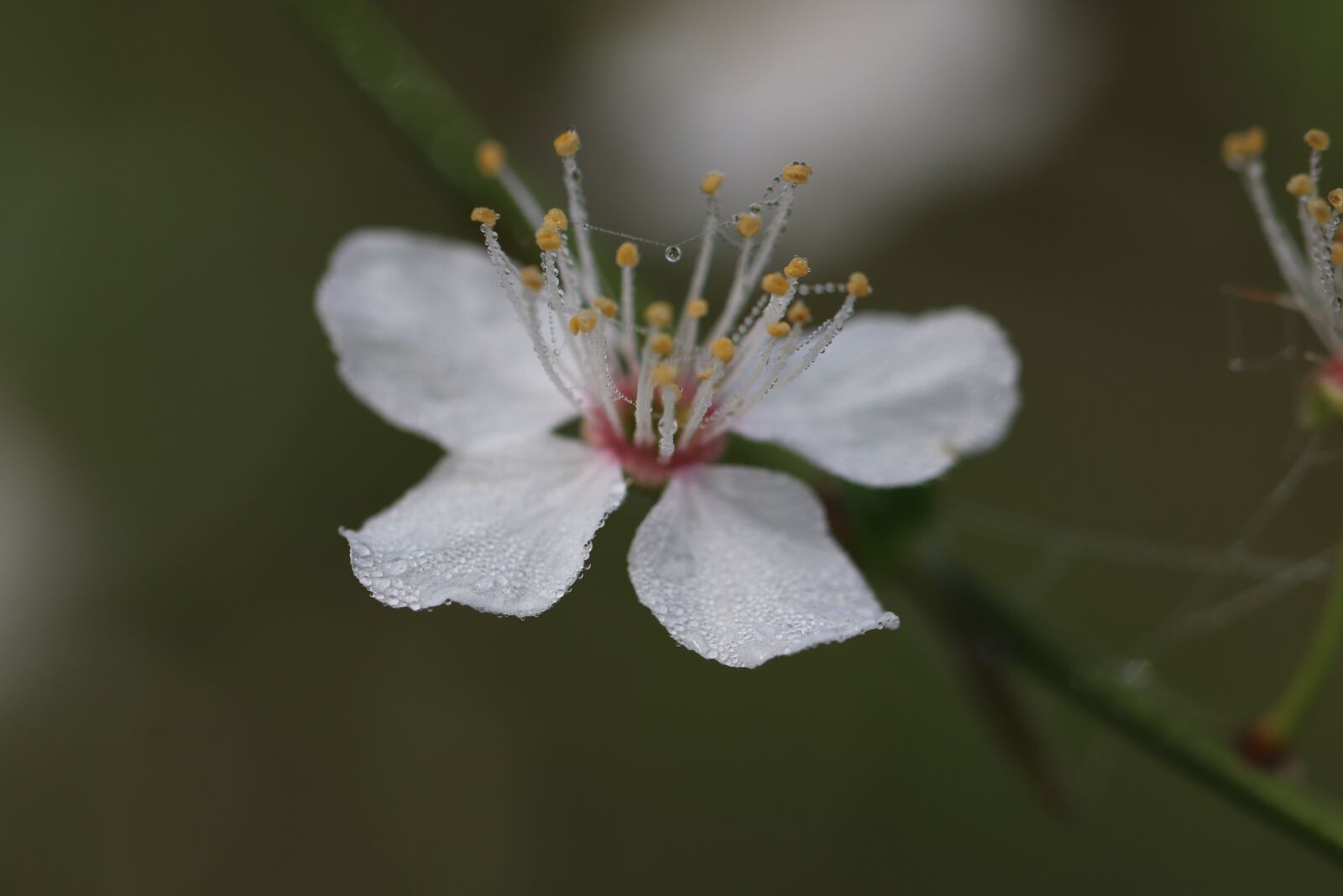 Canon EOS 800D (EOS Rebel T7i / EOS Kiss X9i) sample photo. Flower, dew, morning photography