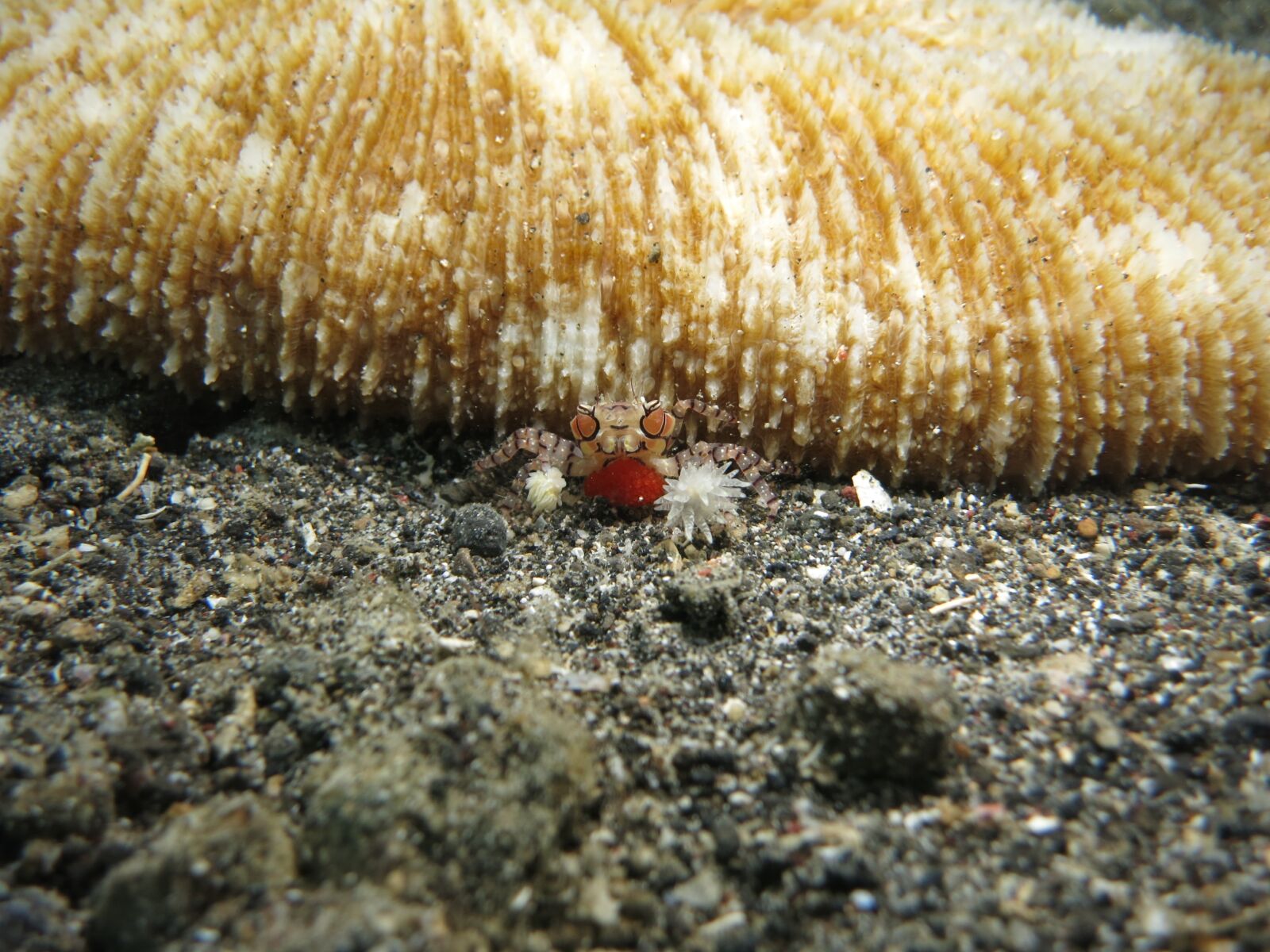 Canon PowerShot S110 sample photo. Crab, crustacean, boxer crab photography