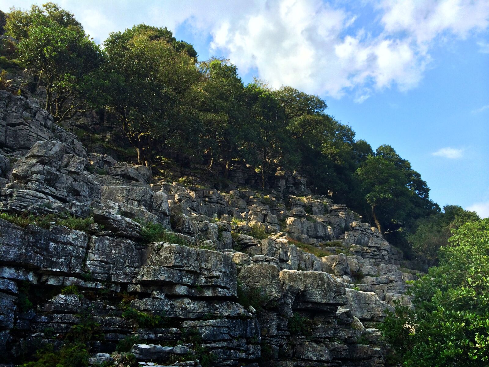 iPhone 5s back camera 4.12mm f/2.2 sample photo. The scenery, woods, mushroom photography