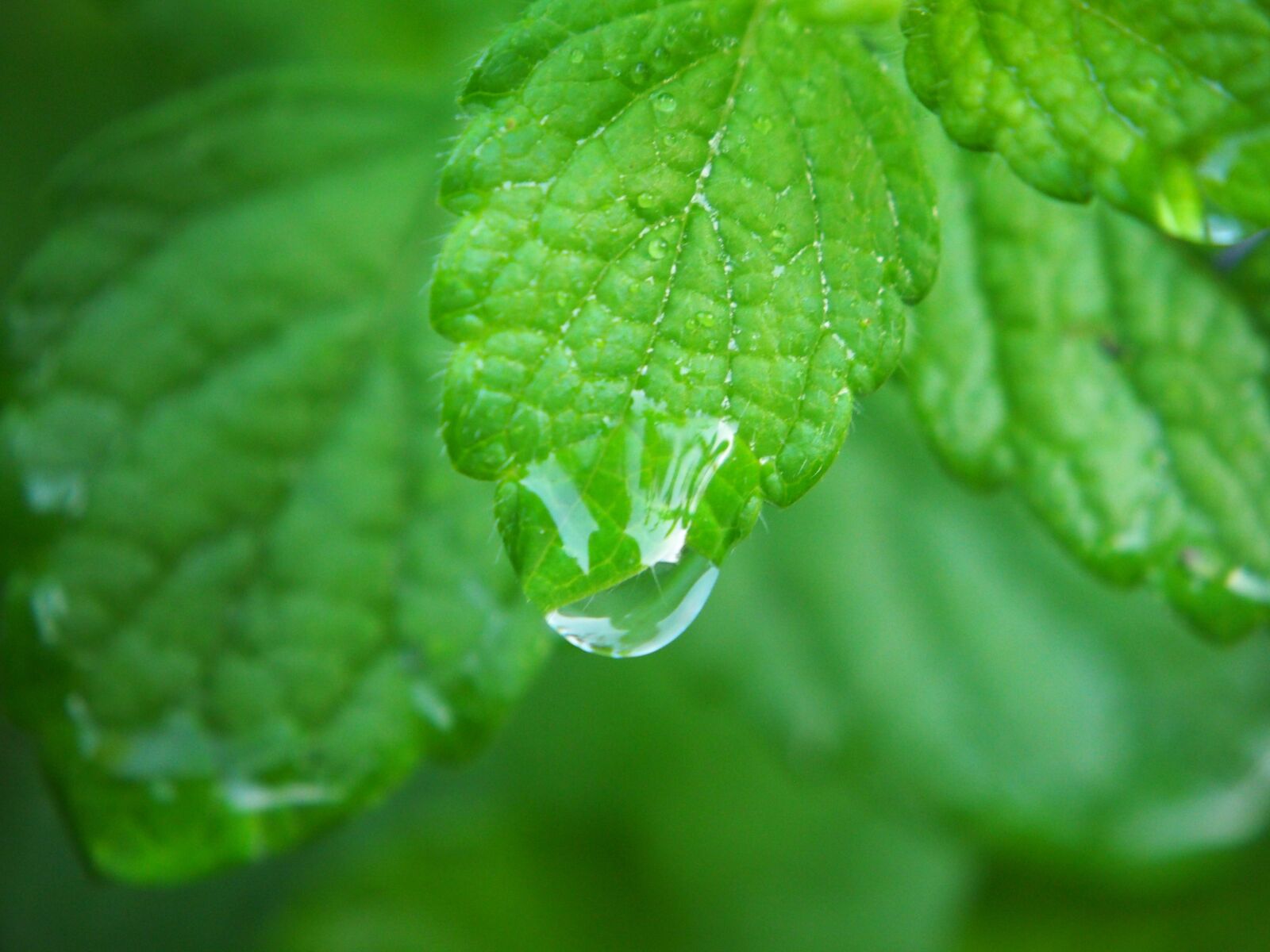 Olympus OM-D E-M10 sample photo. Lemon balm, plant, herbs photography