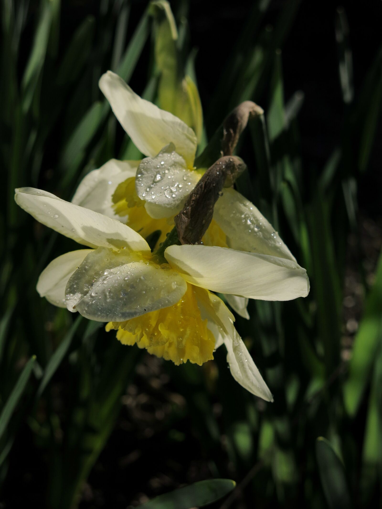 Canon PowerShot G15 sample photo. Daffodils, daffodil, spring photography