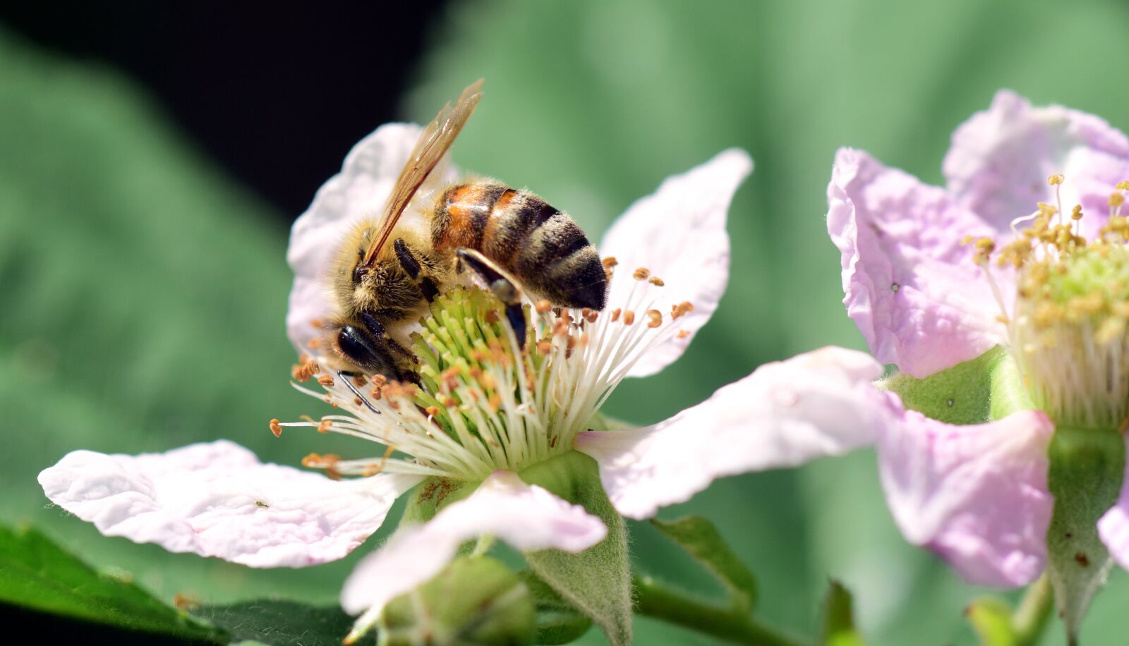 Nikon D3300 sample photo. Bee, blackberry, sprinkle photography