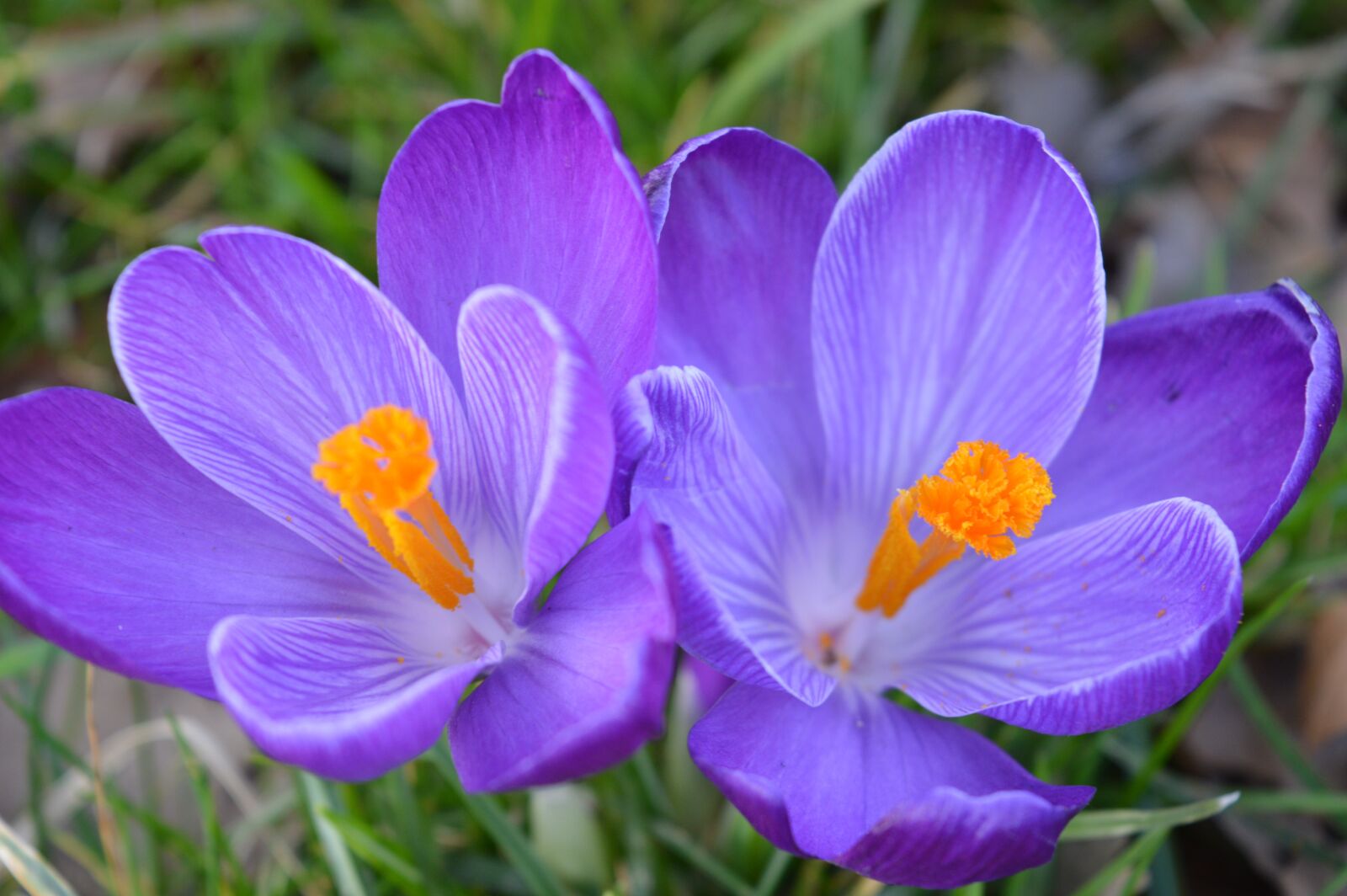 Nikon D3200 sample photo. Purple, flower, blossom photography