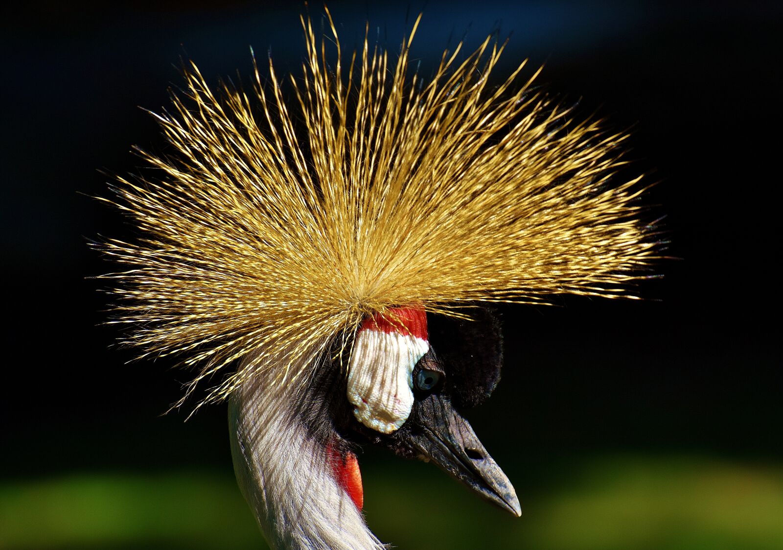 Nikon D7200 sample photo. Grey crowned crane, baleurica photography