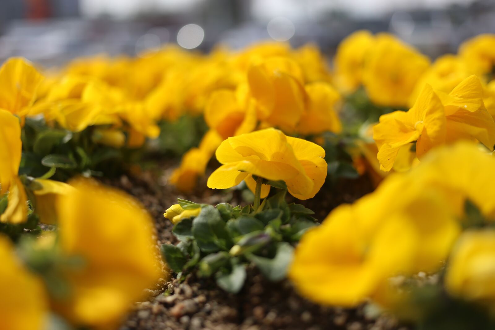Canon EF 40mm F2.8 STM sample photo. Flower, nature, flora photography