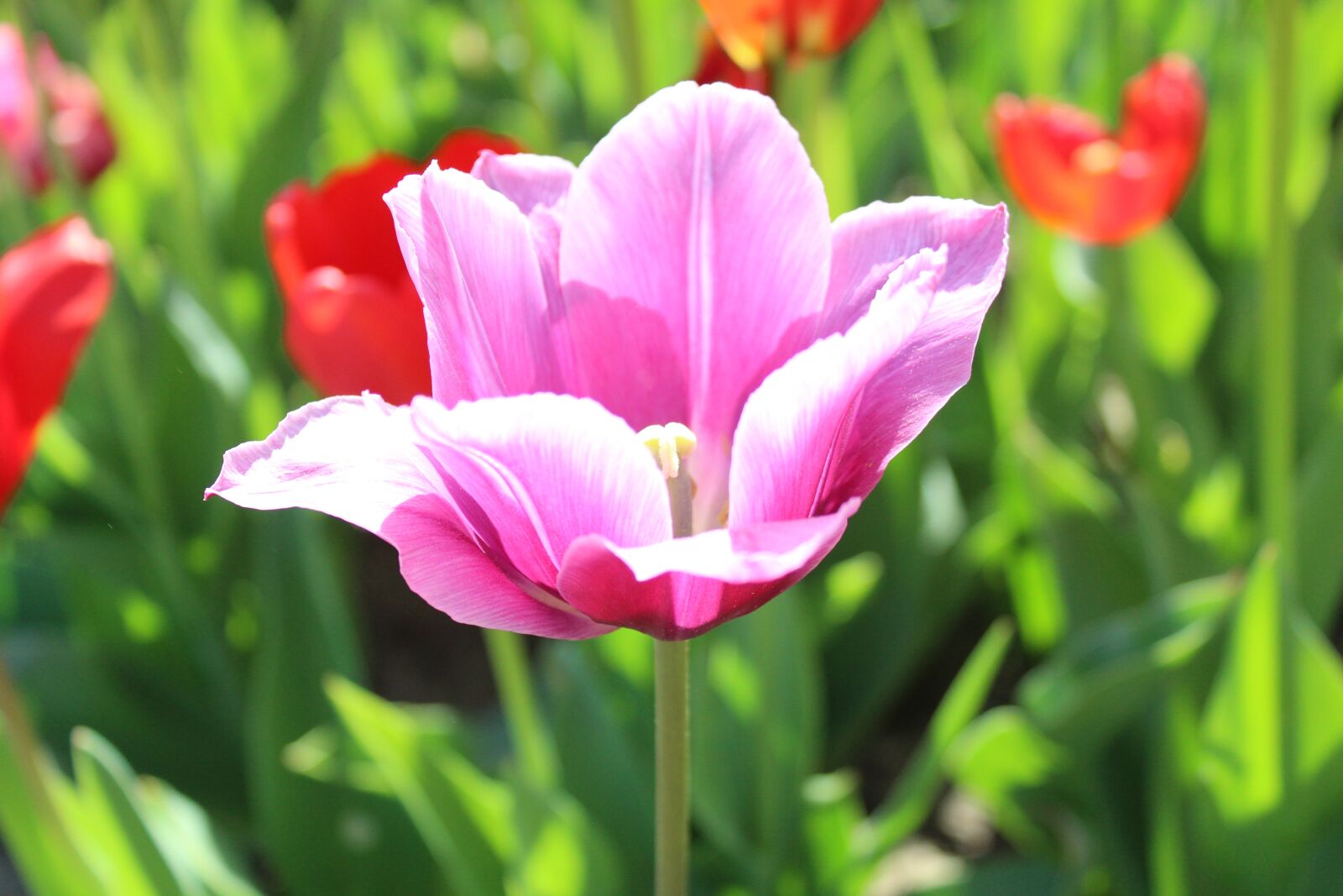 Canon EOS 1300D (EOS Rebel T6 / EOS Kiss X80) sample photo. Tulip, nature, spring photography