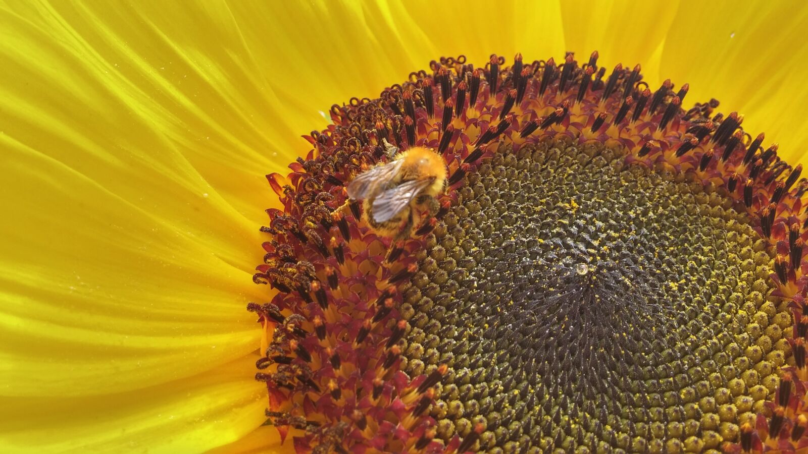 LG G3 sample photo. Sunflower, bee, flower photography