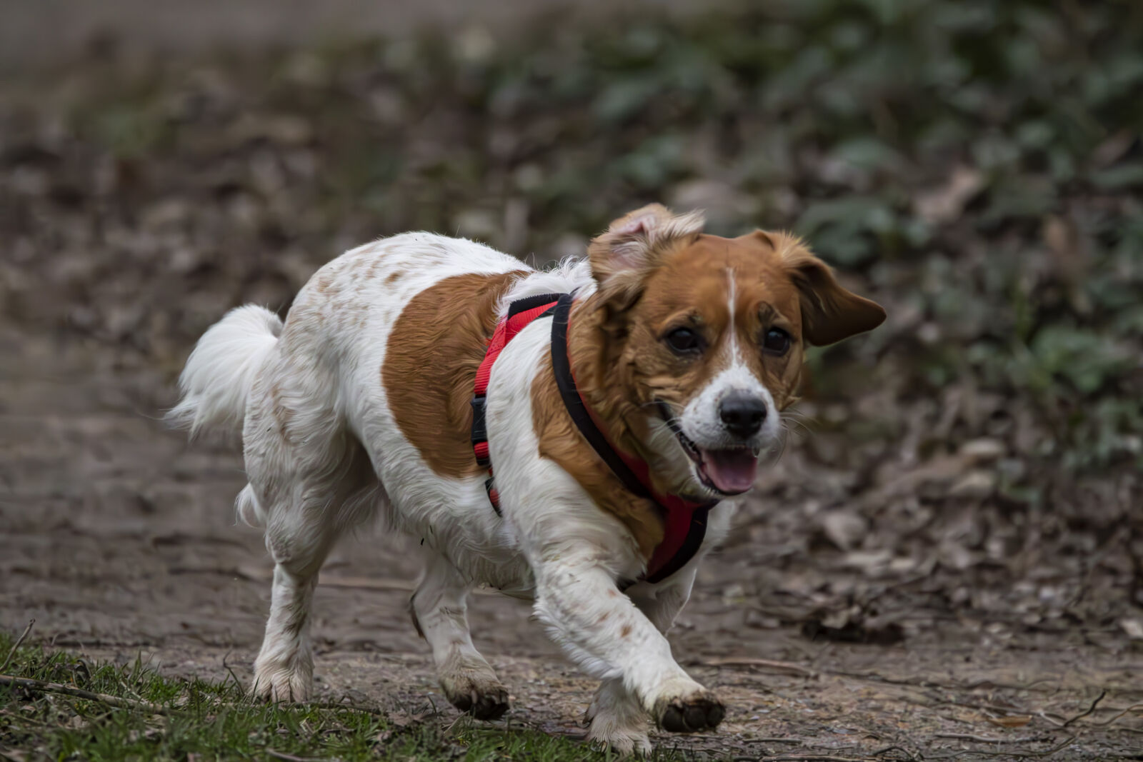 Canon EOS 7D Mark II sample photo