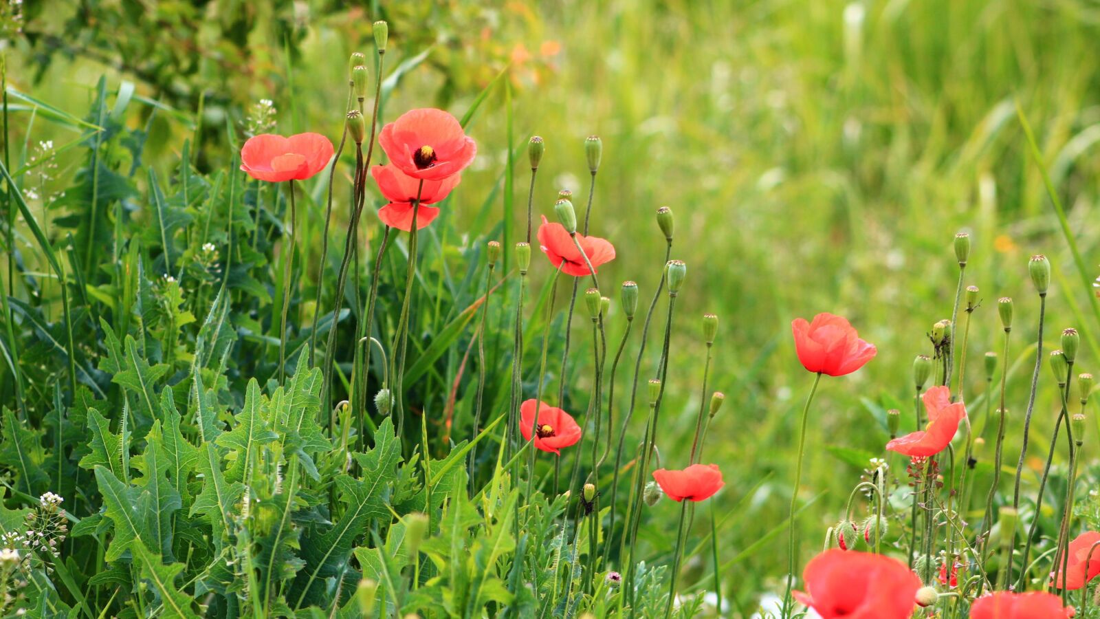 Canon EOS 4000D (EOS Rebel T100 / EOS 3000D) sample photo. Nature, plants, poppies photography