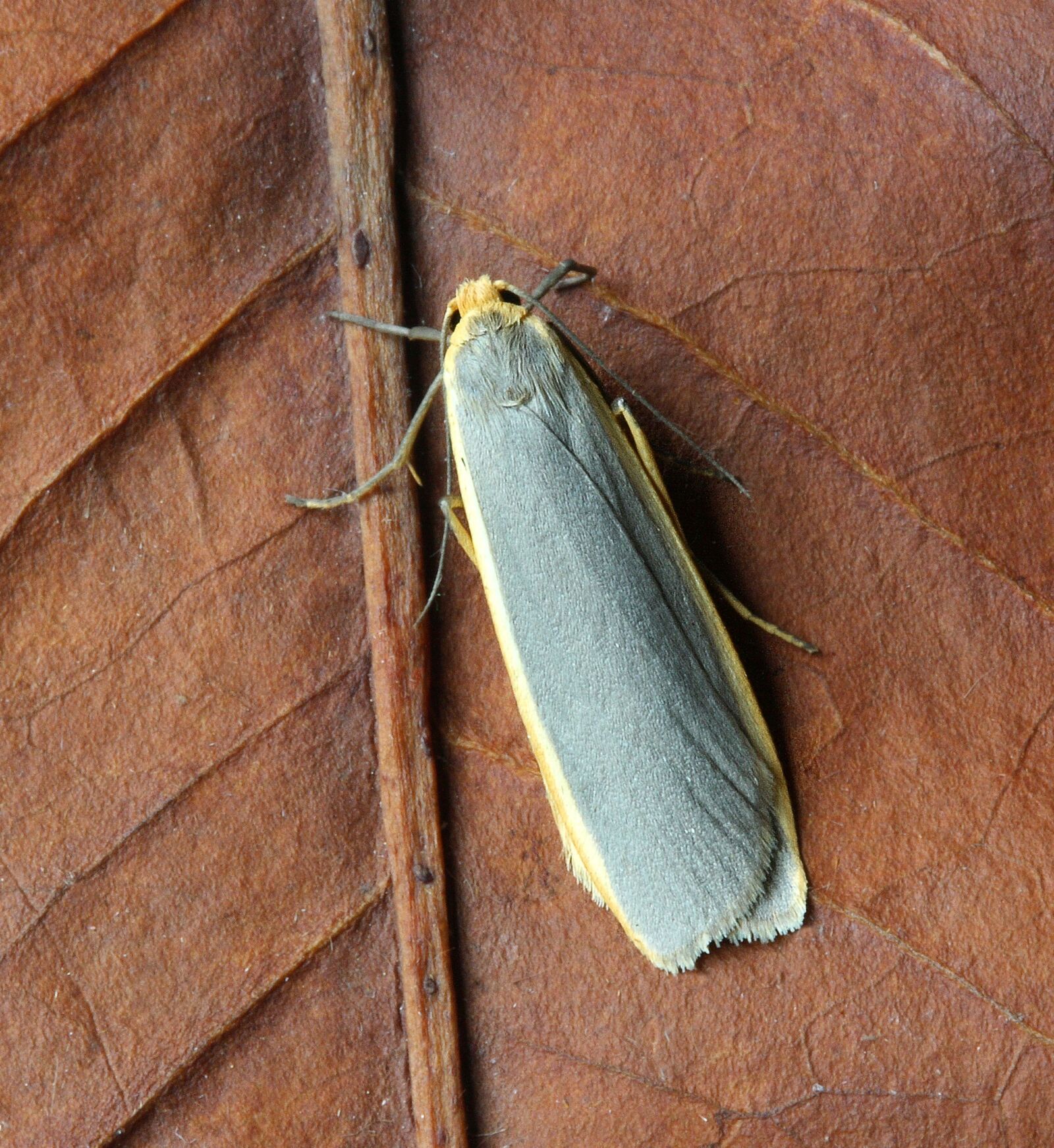 Canon EOS 400D (EOS Digital Rebel XTi / EOS Kiss Digital X) sample photo. Common-footman, moth, wings photography