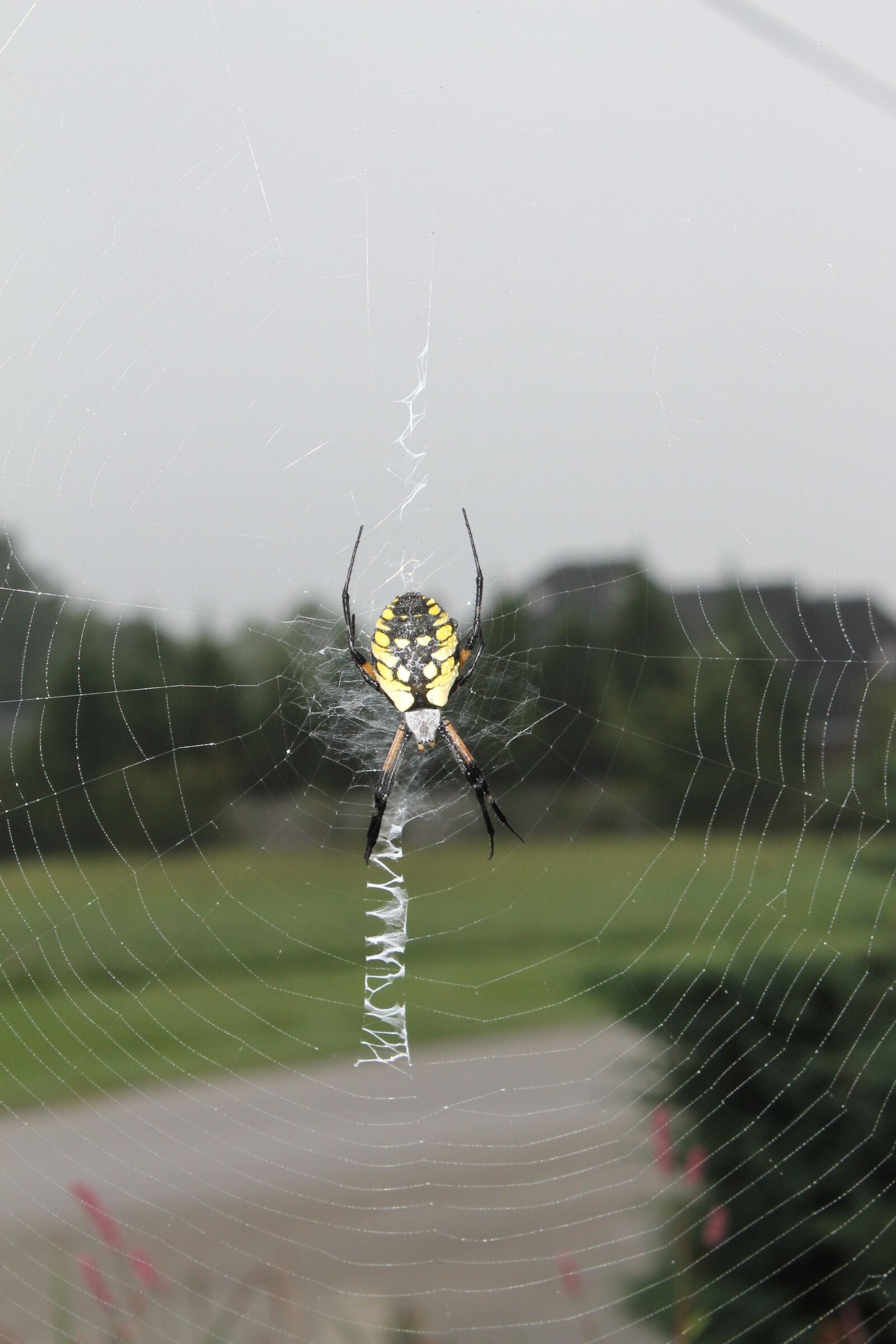 Canon EOS 1100D (EOS Rebel T3 / EOS Kiss X50) sample photo. Spider, garden, web photography