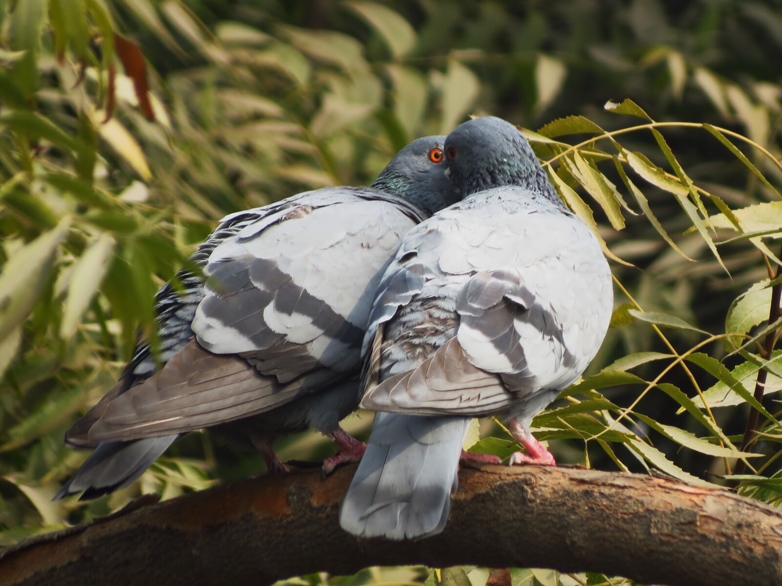 Canon PowerShot SX40 HS sample photo. Birds, pigeons, siva301in photography