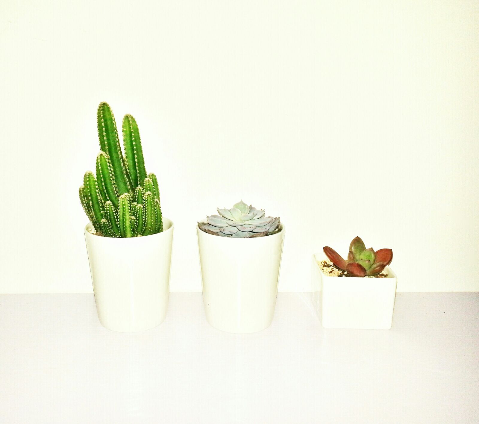 Samsung Galaxy S3 sample photo. Plant, green, potted plants photography