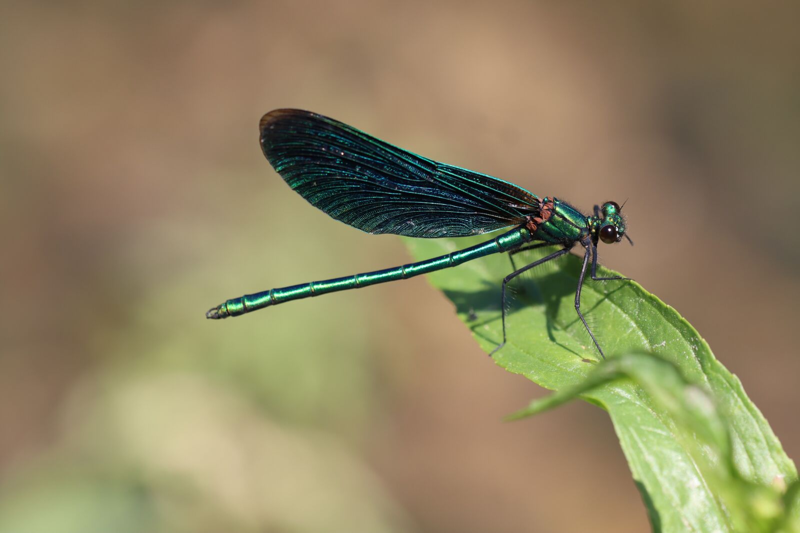 Canon EOS 90D sample photo. Dragonfly, stream dragonfly, virgin photography