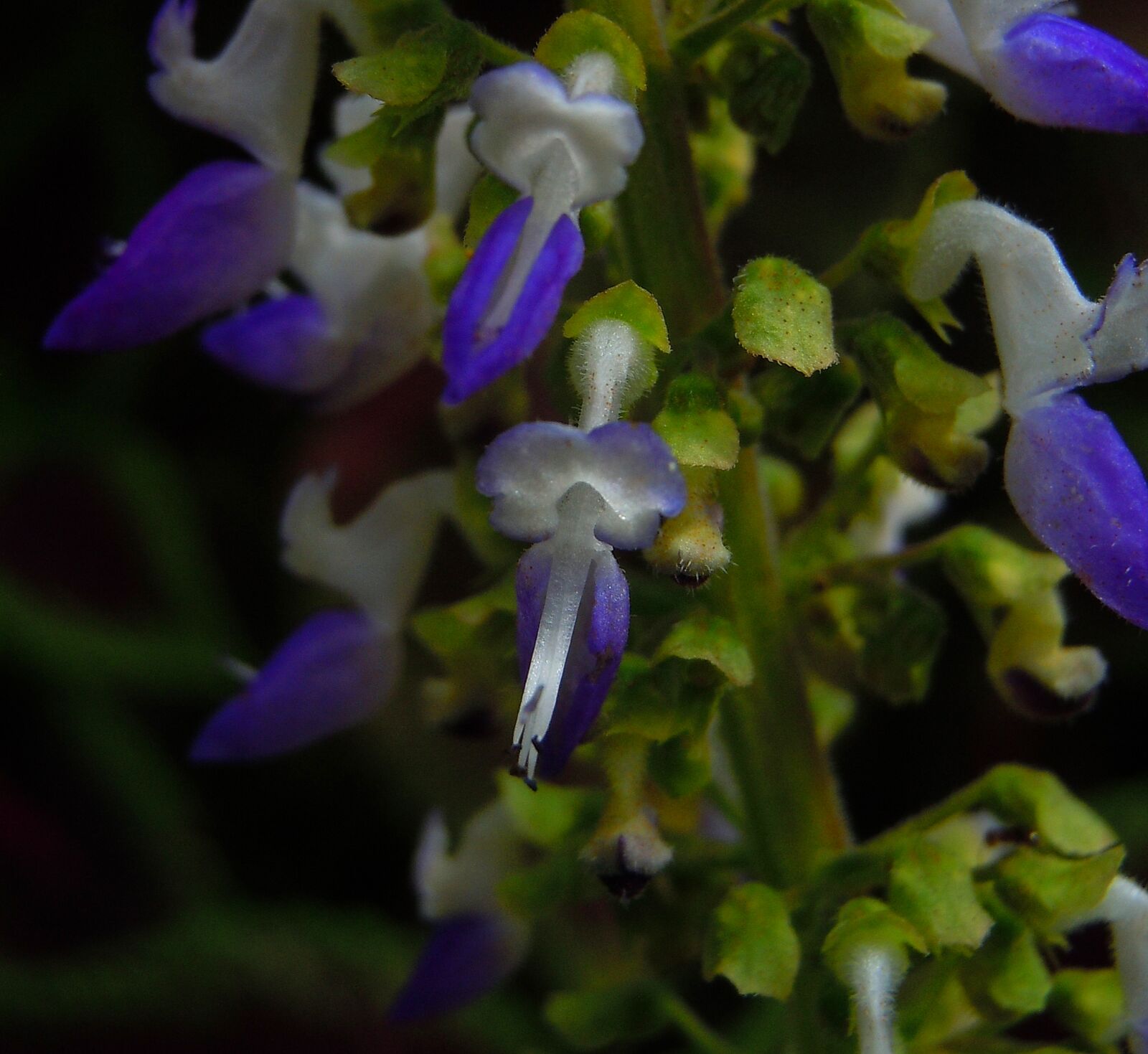 Nikon Coolpix S6000 sample photo