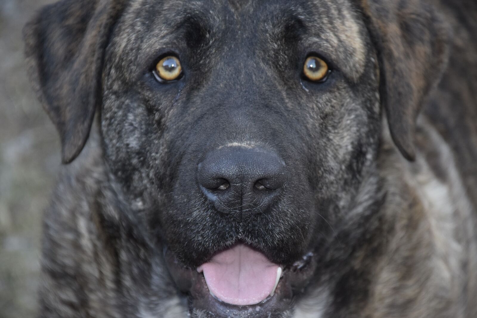 Nikon D3300 sample photo. Dog, animals, pet photography
