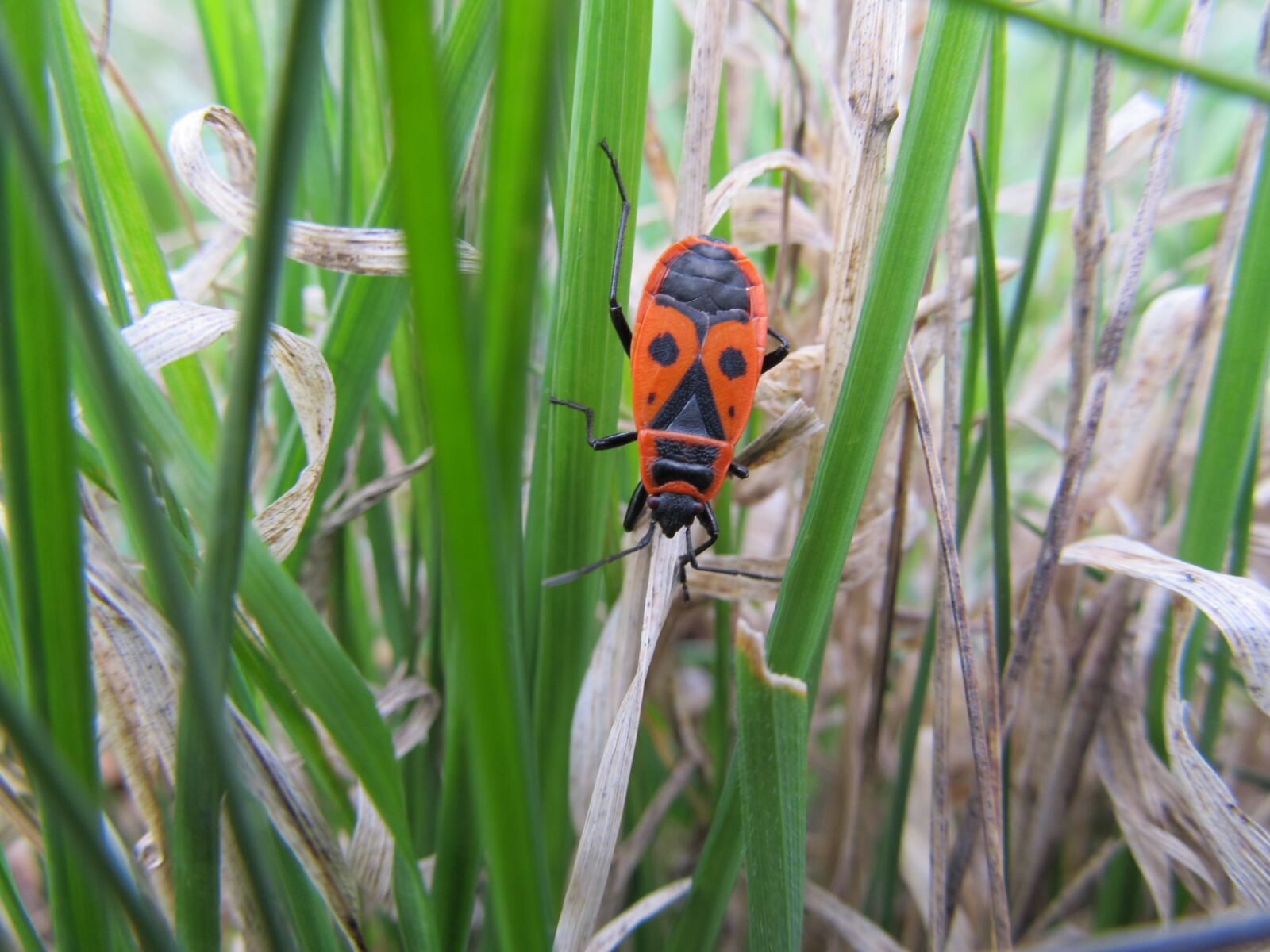 Canon PowerShot SX130 IS sample photo. Firebug pospoln , wingless photography