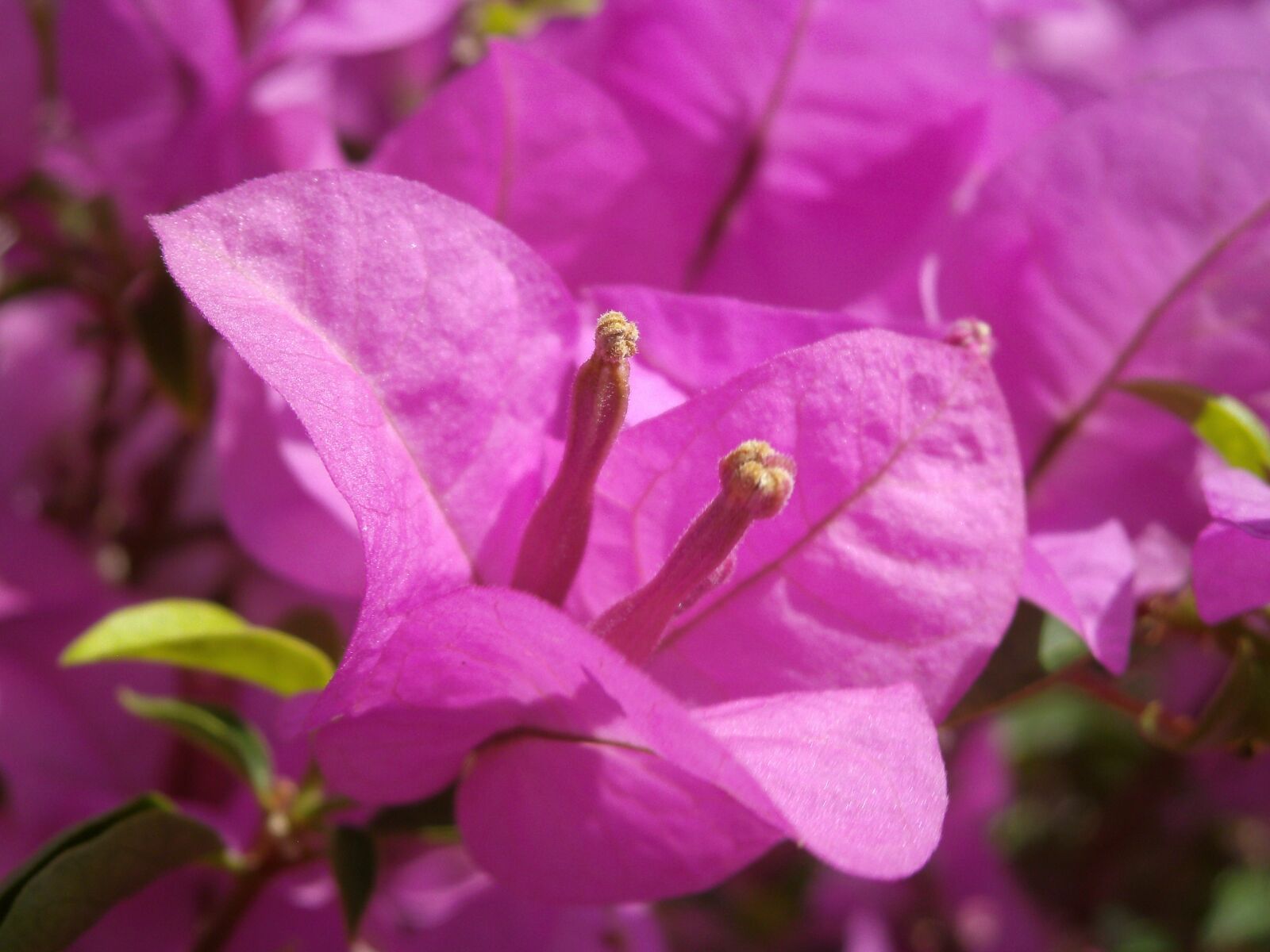 SeaLife                 DC1400 sample photo. Nature, flower, pink photography