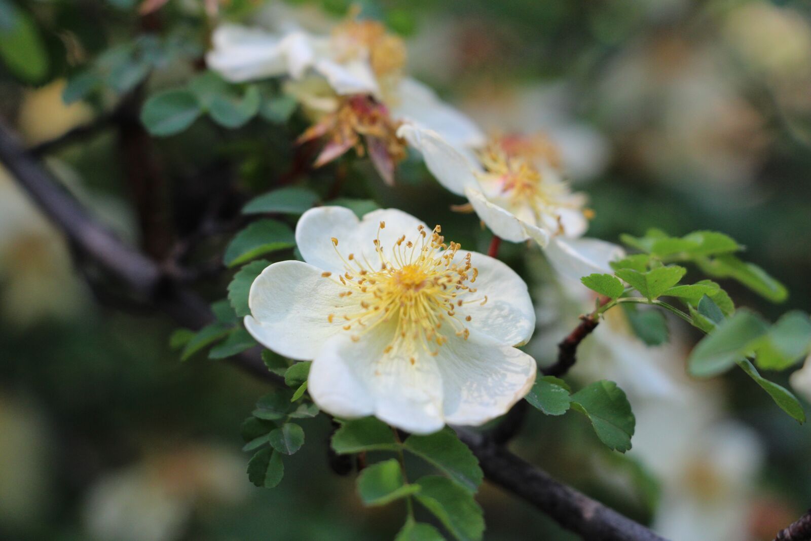 Canon EOS 700D (EOS Rebel T5i / EOS Kiss X7i) sample photo. Pear, nature, plant photography