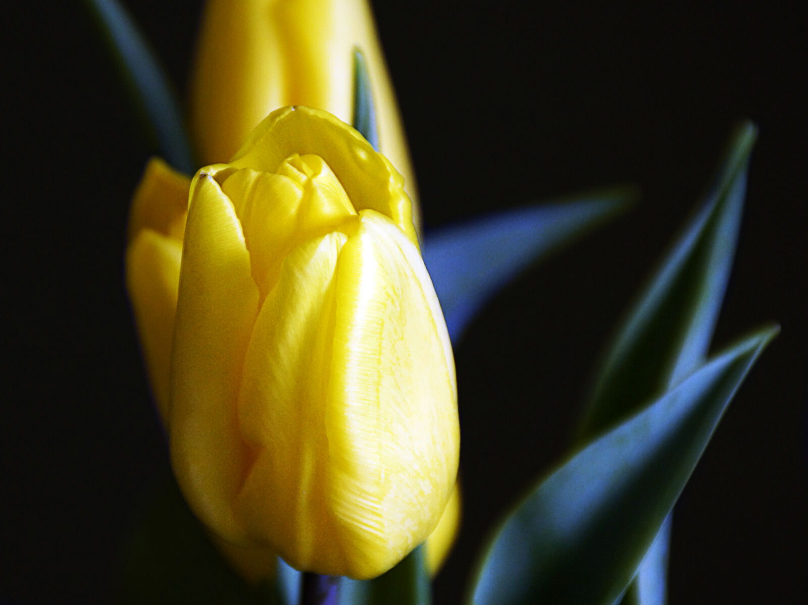 Sony SLT-A65 (SLT-A65V) + Sony DT 18-200mm F3.5-6.3 sample photo. Flower, spring, tulip, yellow photography
