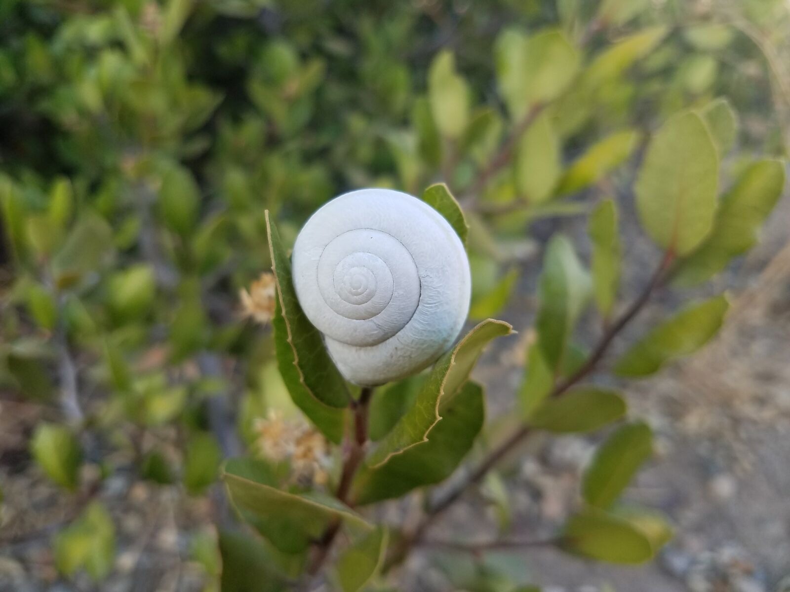Samsung Galaxy S7 sample photo. Branch, bush, empty, snail photography