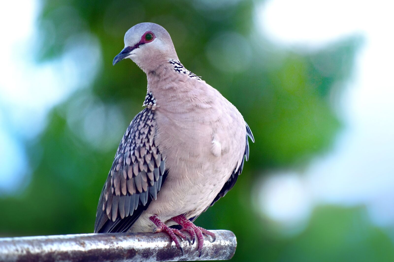 Nikon D5300 sample photo. Bird, wildlife, nature photography