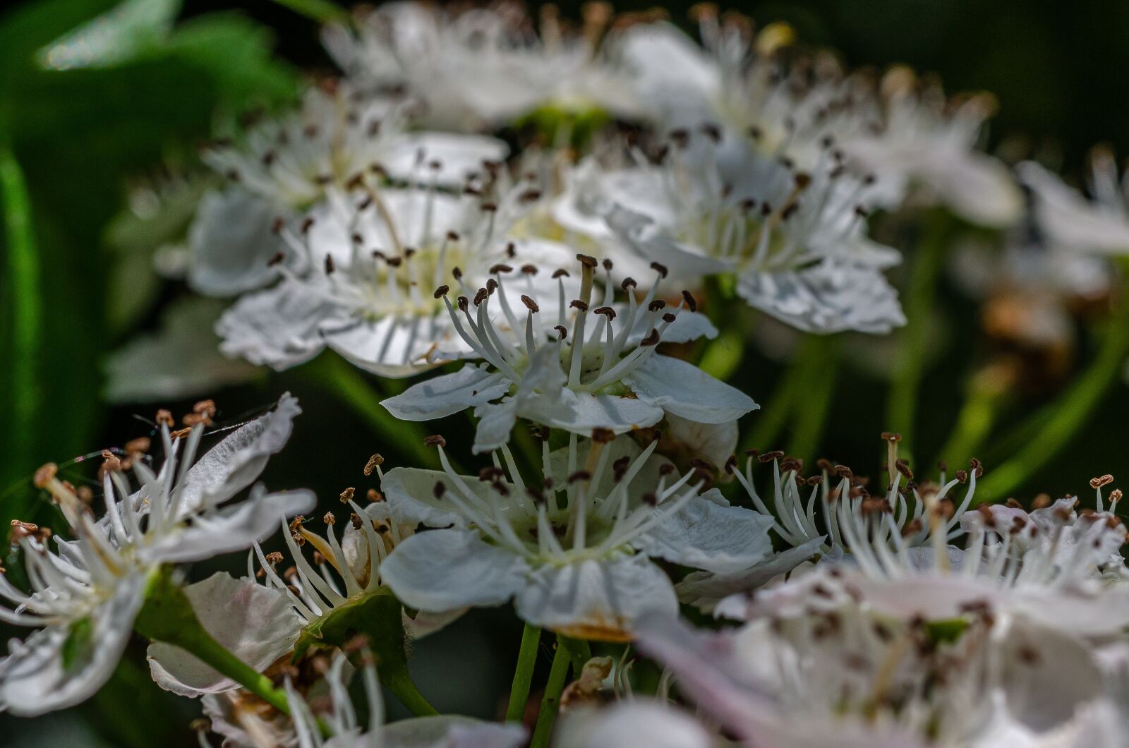 Nikon D7000 sample photo. Flower, rose hips, nature photography