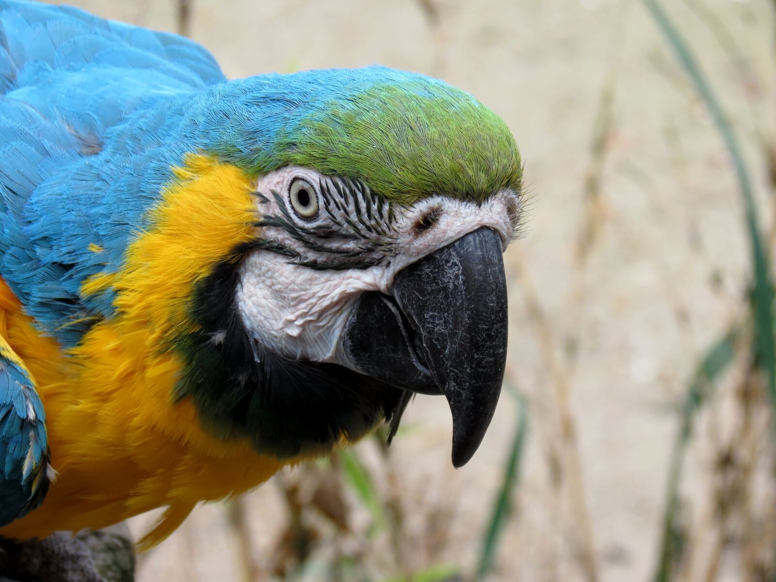 Canon PowerShot SX40 HS sample photo. Parrot, ara, yellow macaw photography