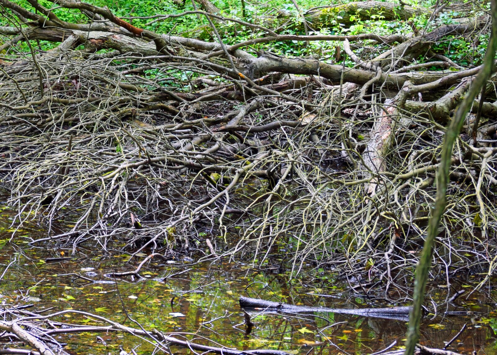 Nikon D3300 sample photo. Marsh, water, swamp photography