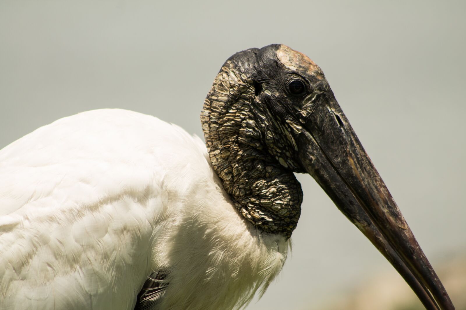 Canon EOS 1100D (EOS Rebel T3 / EOS Kiss X50) sample photo. Tropical, bird, closeup photography