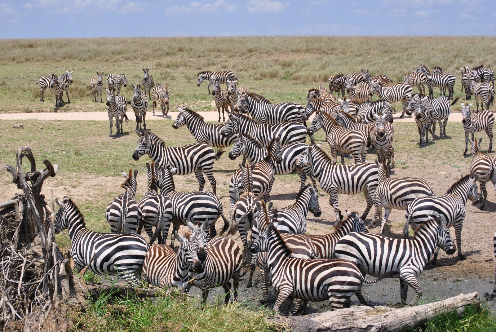 Nikon D3000 sample photo. Africa, tanzania, national park photography