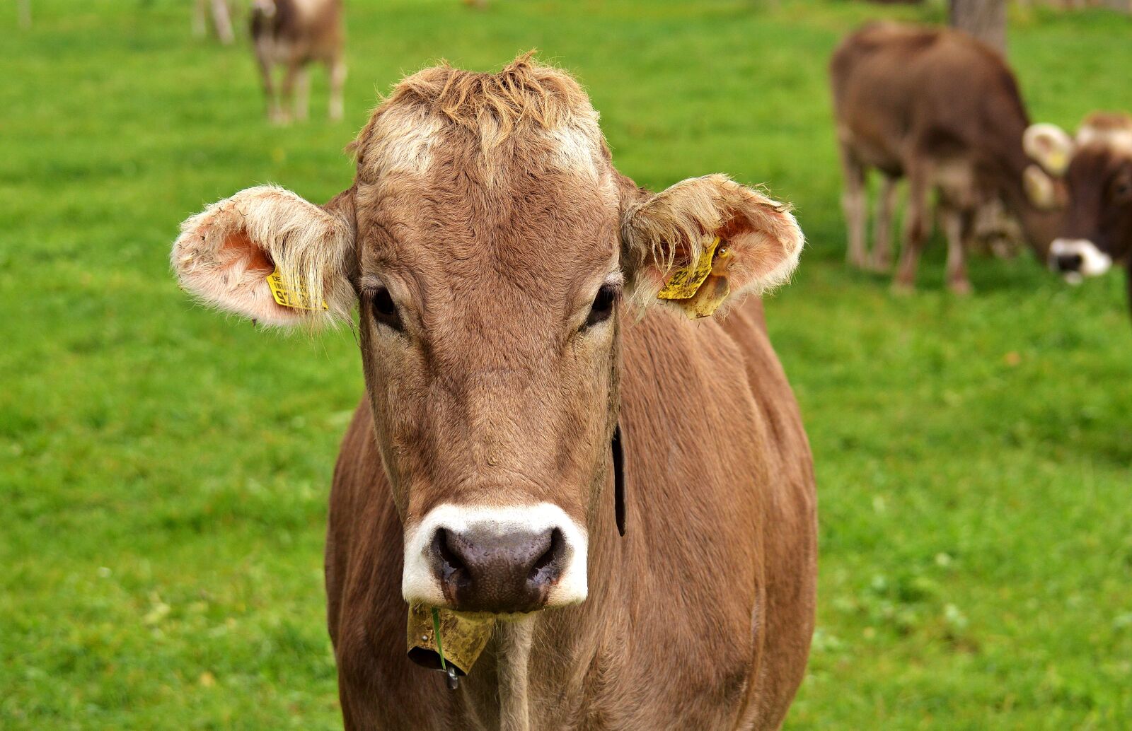 Nikon D3200 sample photo. Cow, allgäu, cows photography