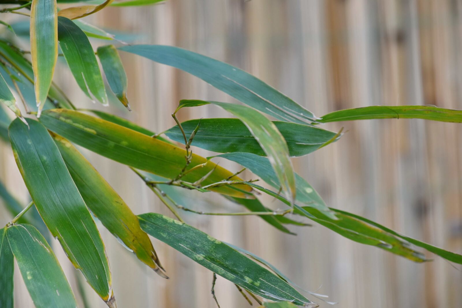 Nikon D5500 sample photo. Bamboo, green leaves, spring photography