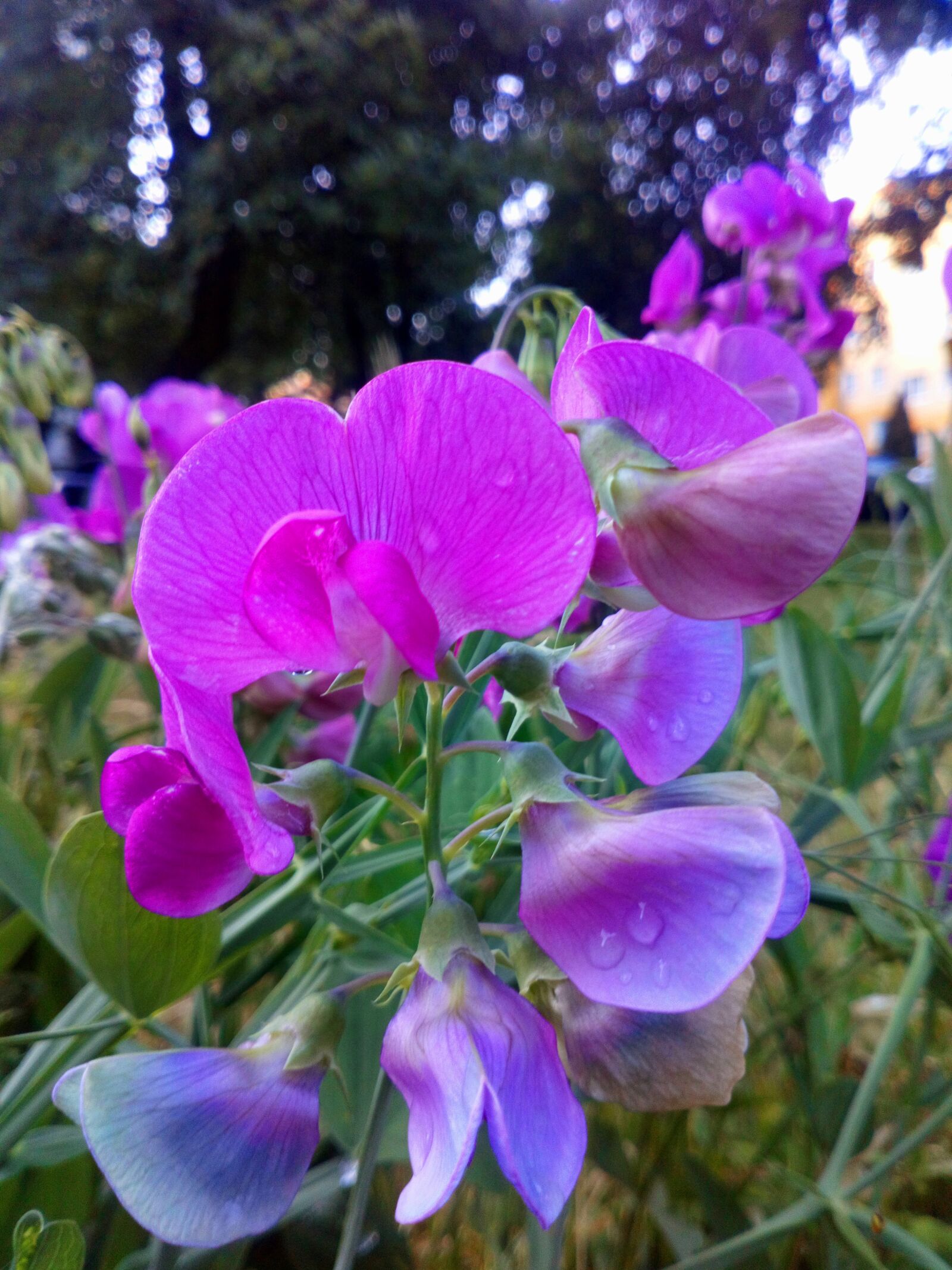Sony Xperia L1 sample photo. Peas, fragrant, garden photography