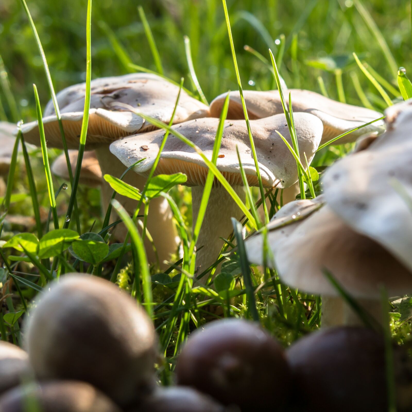 Samsung NX300M sample photo. Autumn, mushrooms, acorns photography