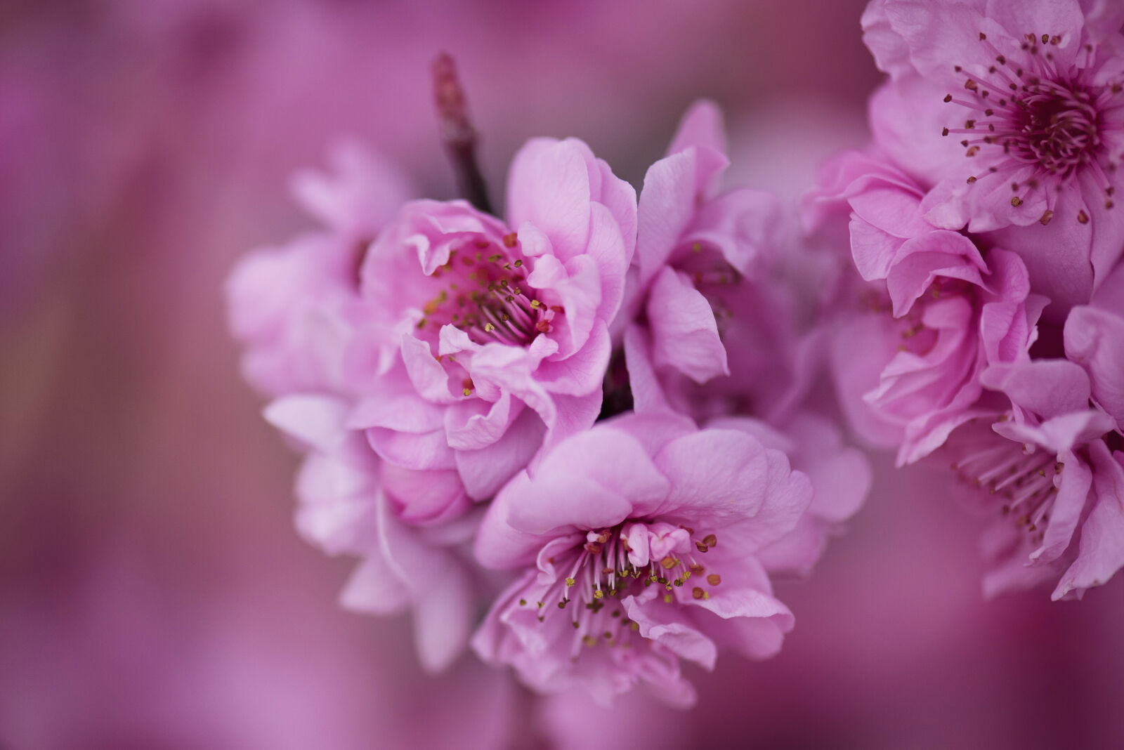 Nikon AF-S Micro-Nikkor 105mm F2.8G IF-ED VR sample photo. Bloom, blooming, blossom, blur photography