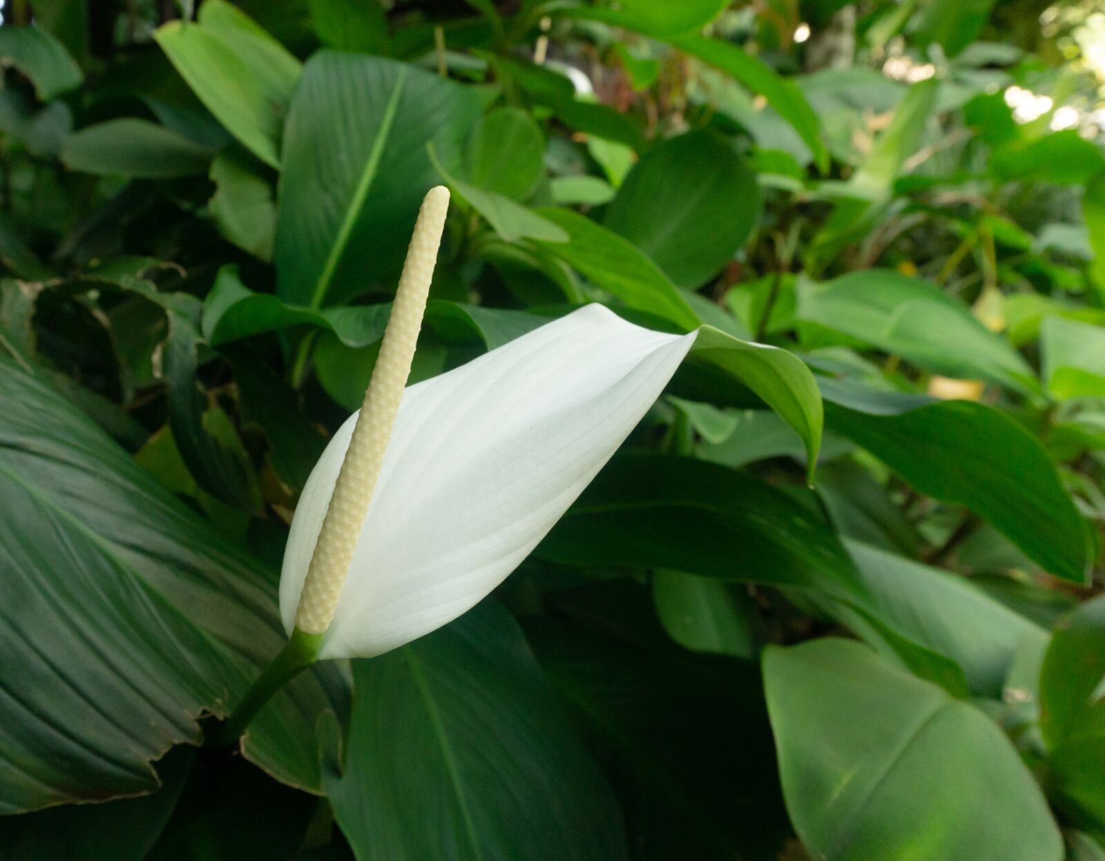 Sony a6000 sample photo. Plant, seed, tree photography