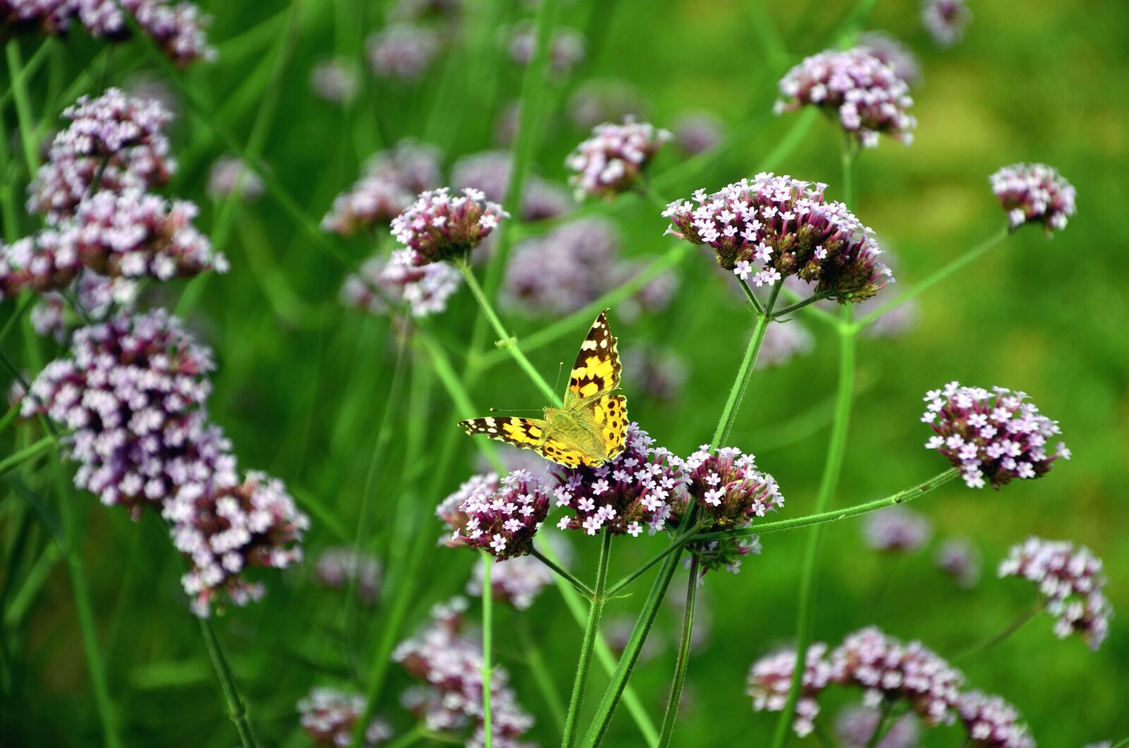 Nikon D5100 sample photo. Flower, bloom, petal, meadow photography