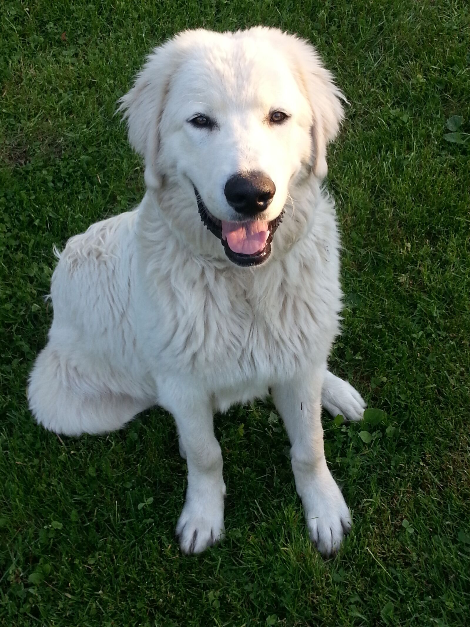 Samsung Galaxy S3 sample photo. Dog, white dog, animal photography