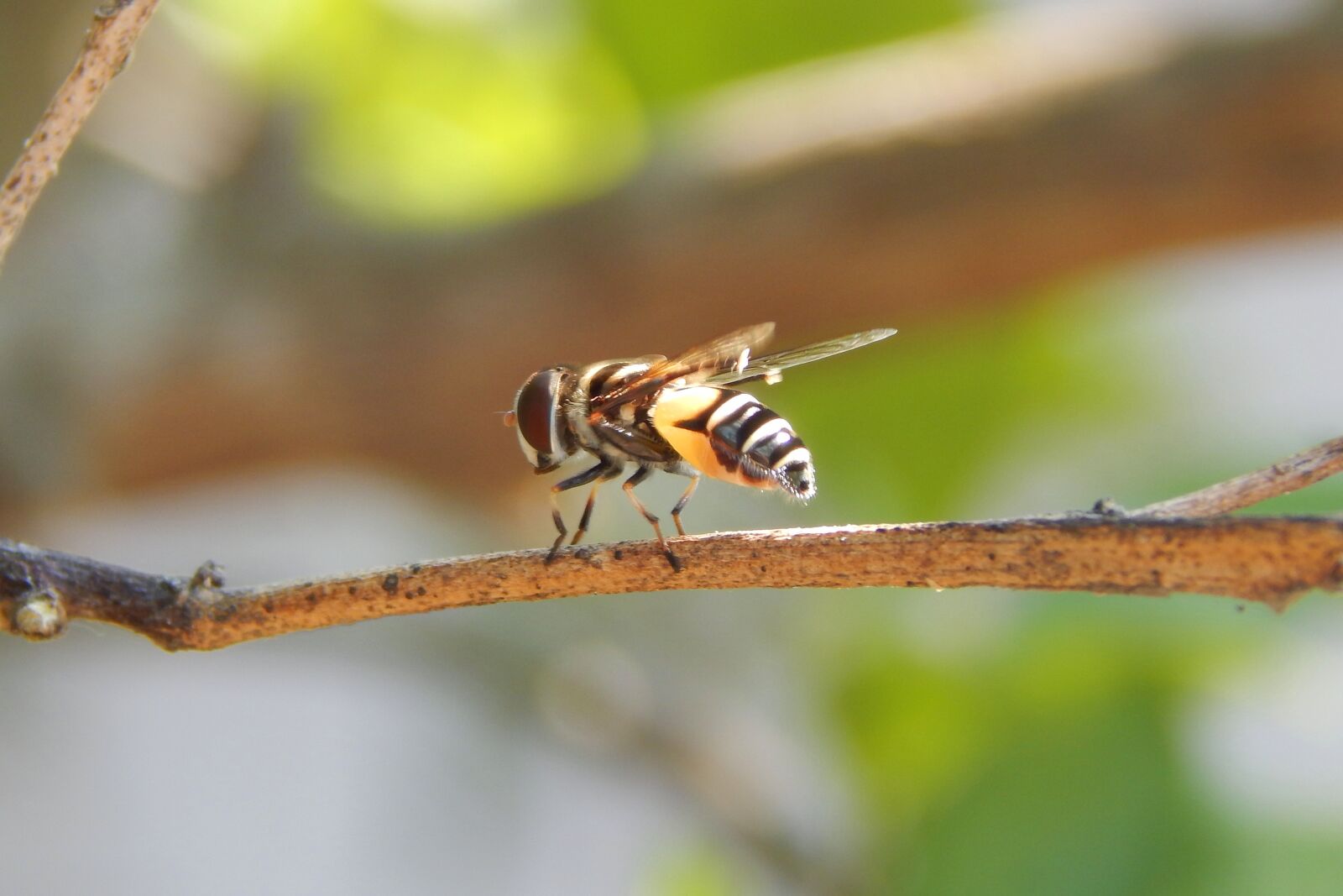 Nikon Coolpix L820 sample photo. Bee, insect, animal photography