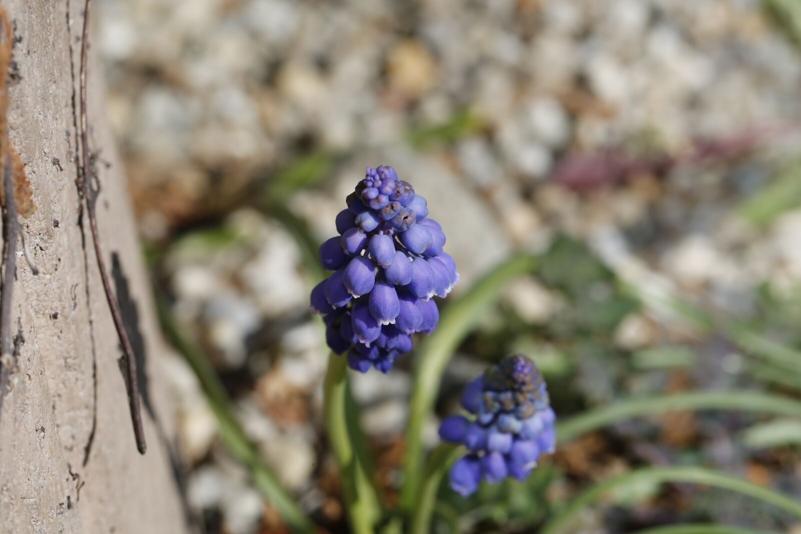 Canon EF 100mm F2.8L Macro IS USM sample photo. Spring, sprout, engine photography