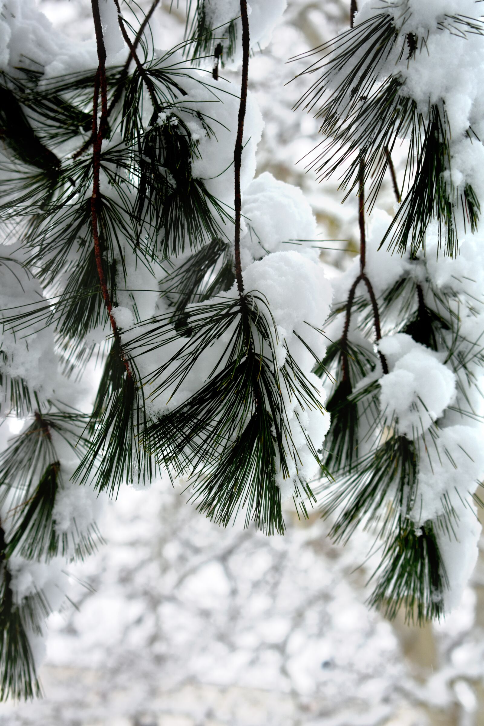 Nikon D3400 sample photo. Snow, winter, needles photography
