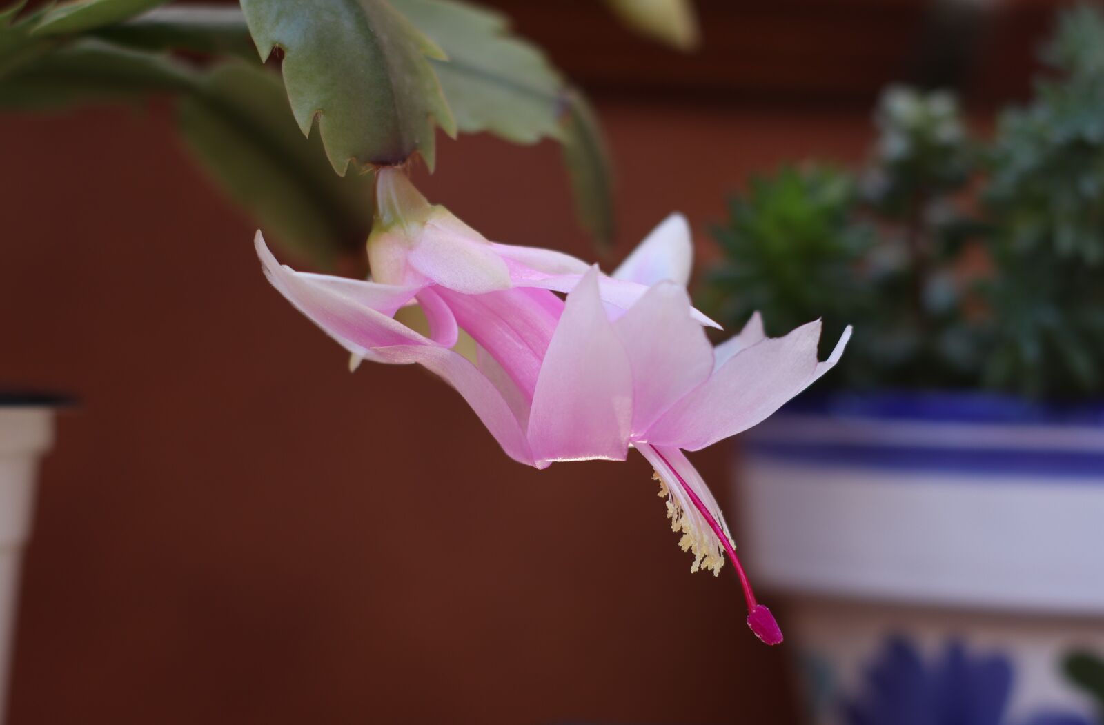 Canon EOS M50 (EOS Kiss M) sample photo. Christmas cactus, cactus, flowers photography
