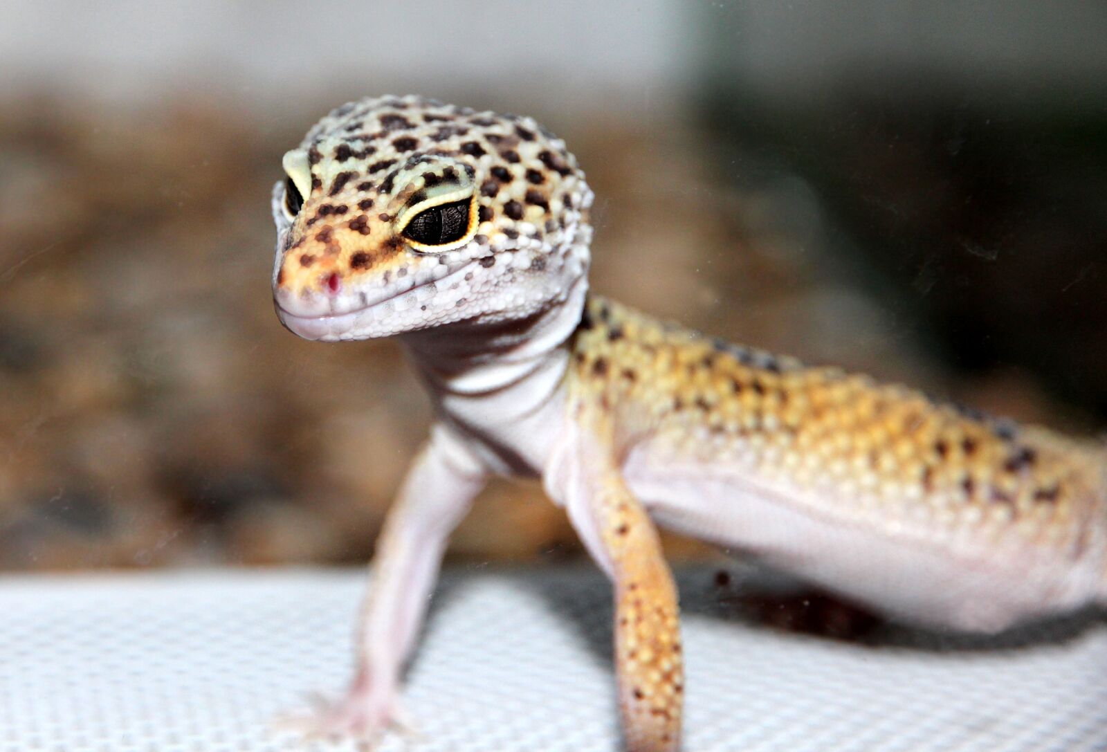 Canon EOS 650D (EOS Rebel T4i / EOS Kiss X6i) sample photo. Lizard, ablefor, eublepharis photography