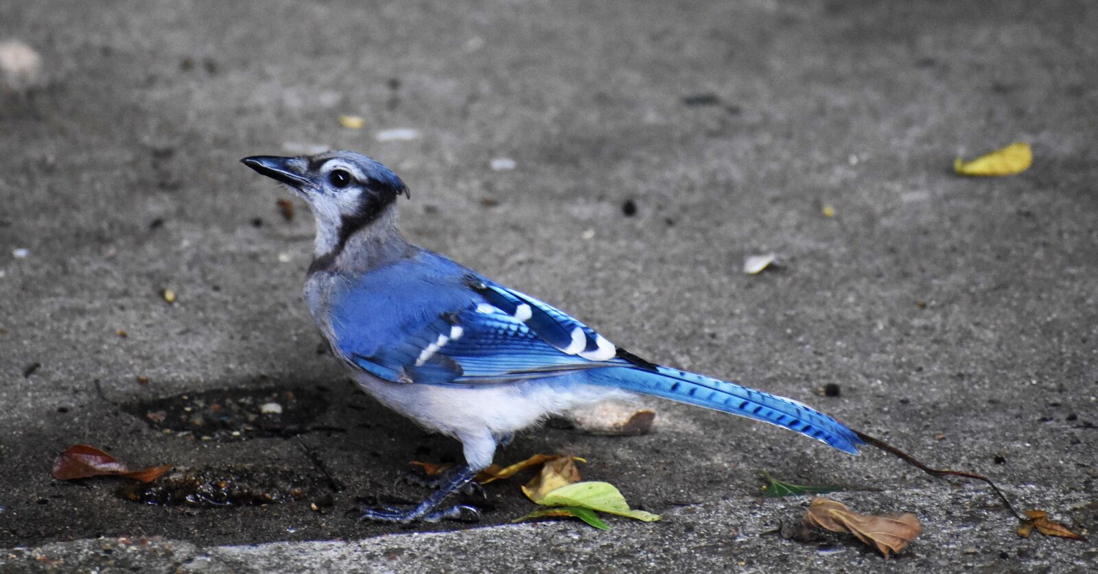 Nikon D3500 sample photo. Blue jay, bird, blue-black photography