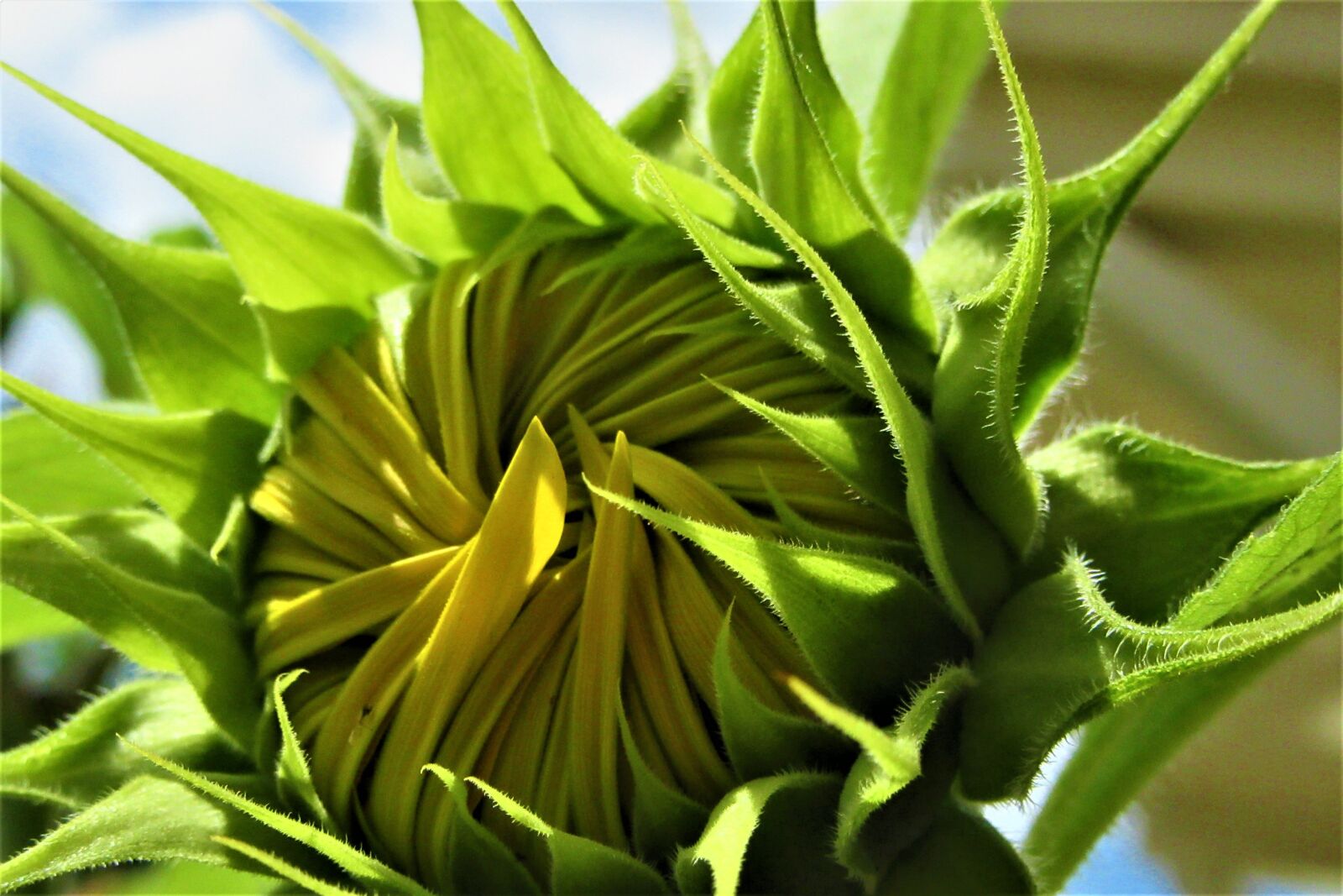 Canon PowerShot SX610 HS sample photo. Sunflower, button, open photography