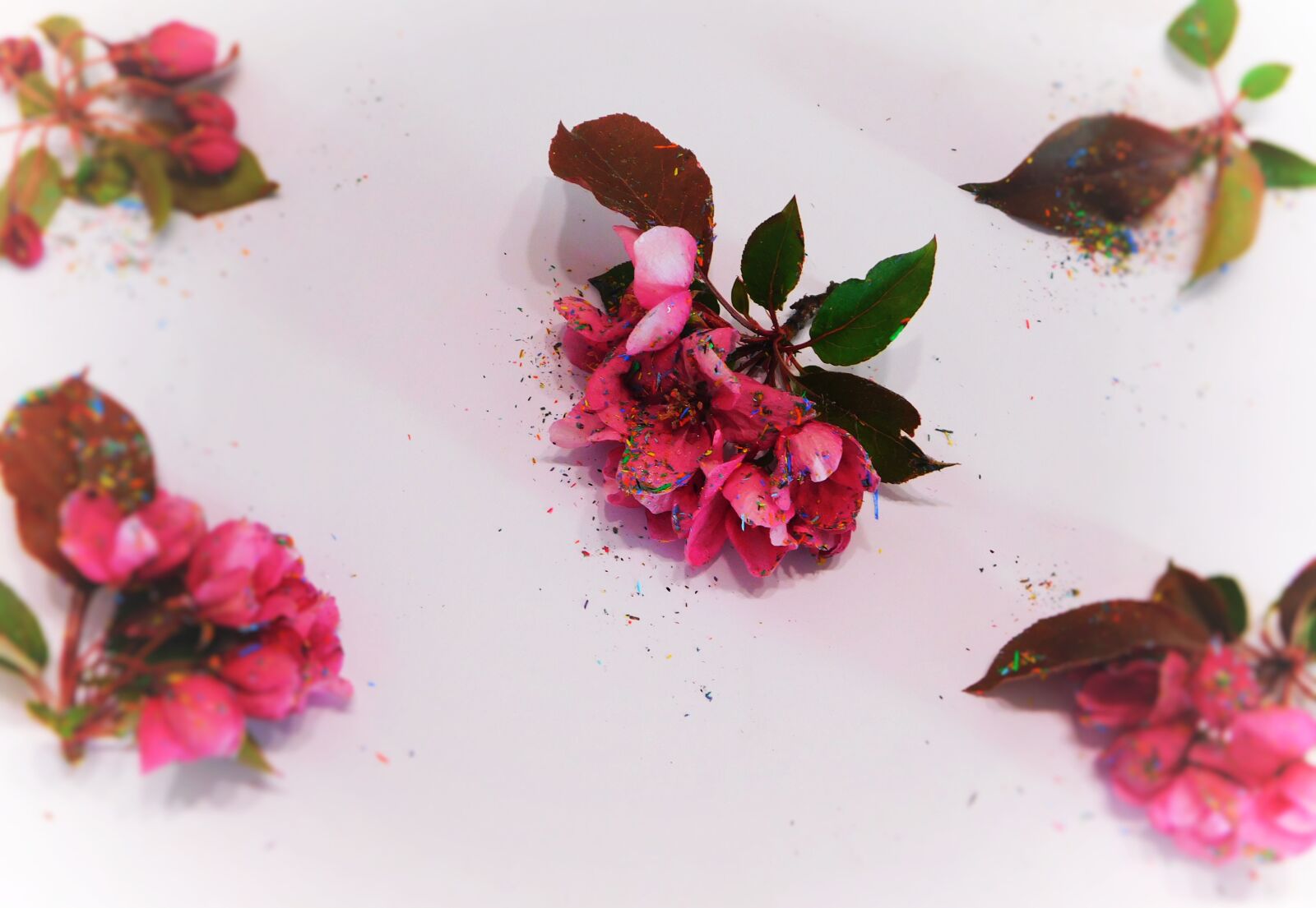 Nikon Coolpix B500 sample photo. Wallpaper, apple-tree, pink photography