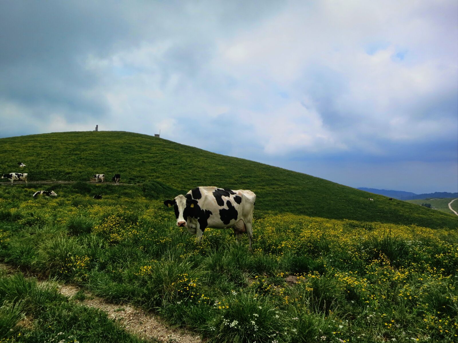 Canon PowerShot S100 sample photo. Cow, countryside, italian countryside photography