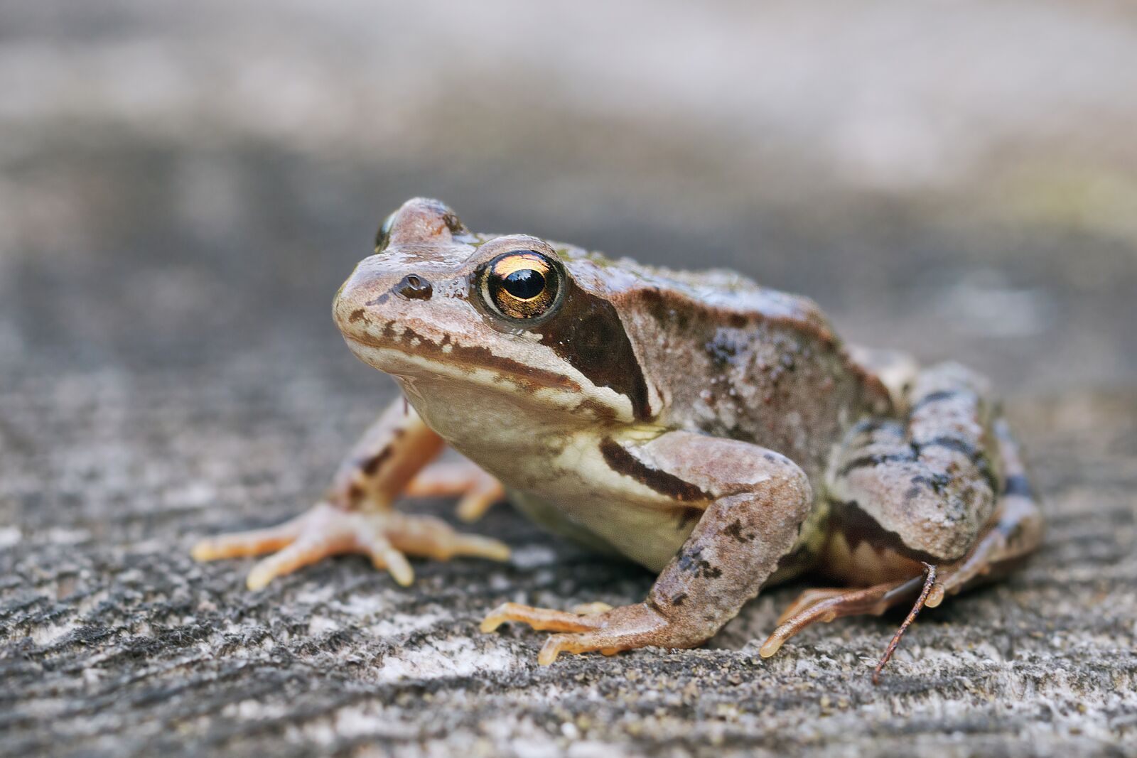 Nikon D3200 sample photo. Frog, nature, macro photography